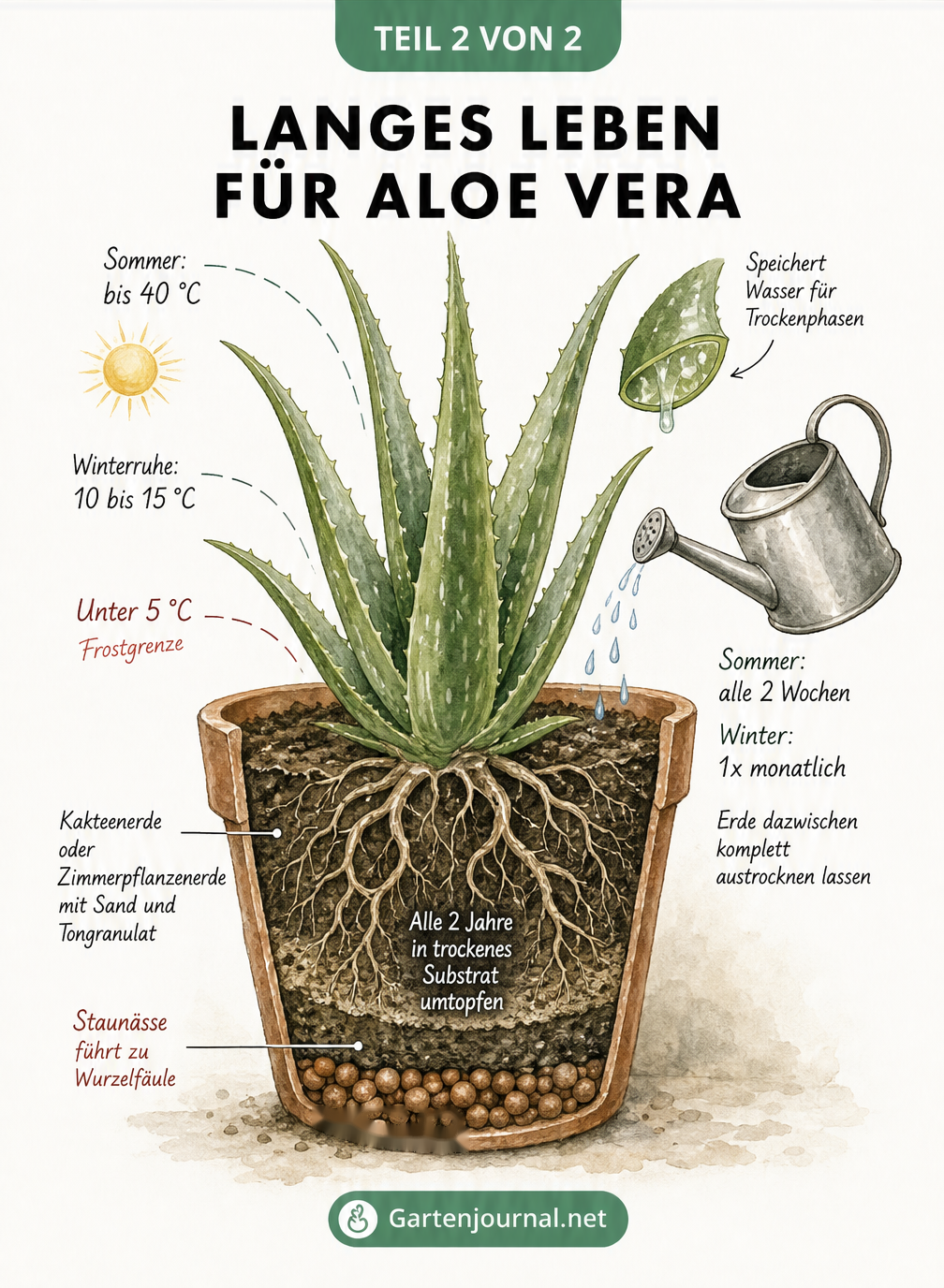 Querschnitt einer getopften Aloe Vera mit Pflegehinweisen zu Temperatur, Gießen und Umtopfen.