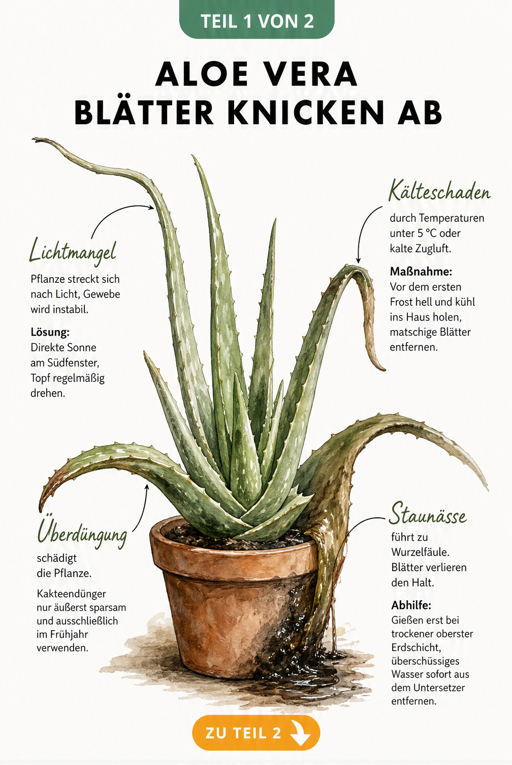 Illustration einer Aloe Vera mit Schadbildern wie Lichtmangel, Staunässe, Kälteschaden und Überdüngung