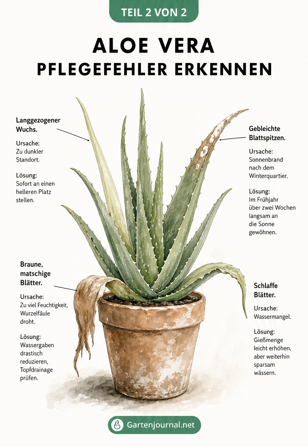 Botanische Illustration einer Aloe Vera mit vier typischen Pflegefehlern und deren Lösungen