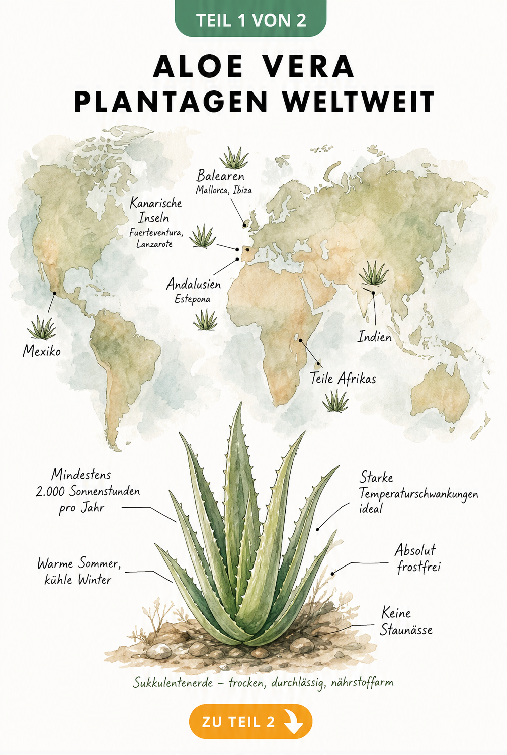 Illustrierte Weltkarte mit den wichtigsten Anbauregionen und Klimabedingungen für Aloe Vera Plantagen