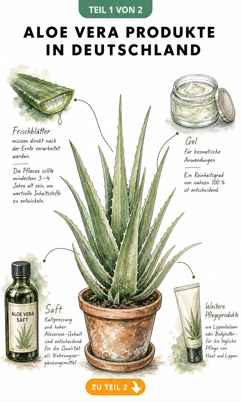 Botanische Illustration einer Aloe Vera Pflanze im Terrakottatopf mit Vignetten zu Frischblättern, Gel, Saft und Pflegeprodukten