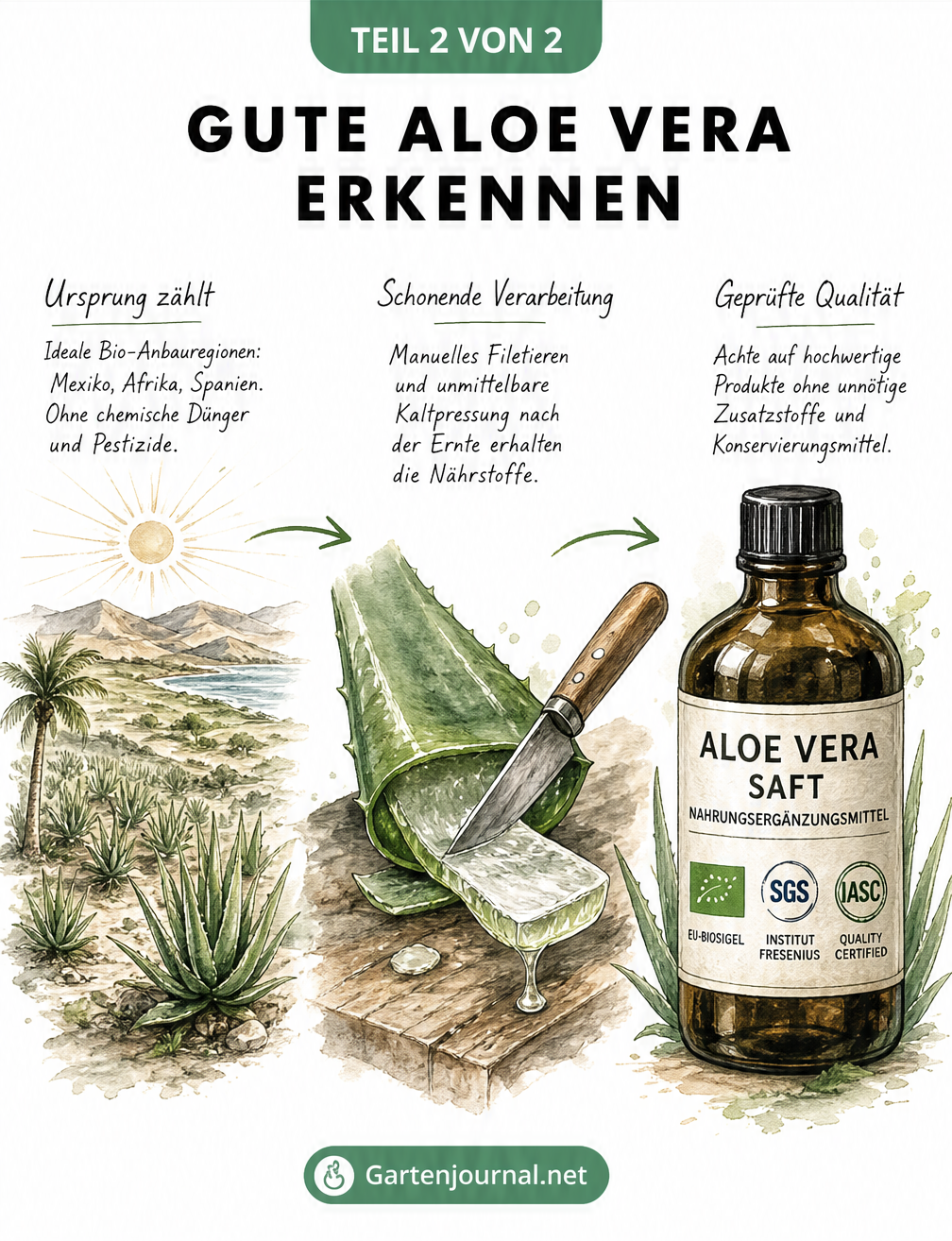 Illustration zur Qualitätssicherung von Aloe Vera: Bio-Anbau, manuelles Filetieren, Kaltpressung und Zertifizierungssiegel auf einer Apothekerflasche