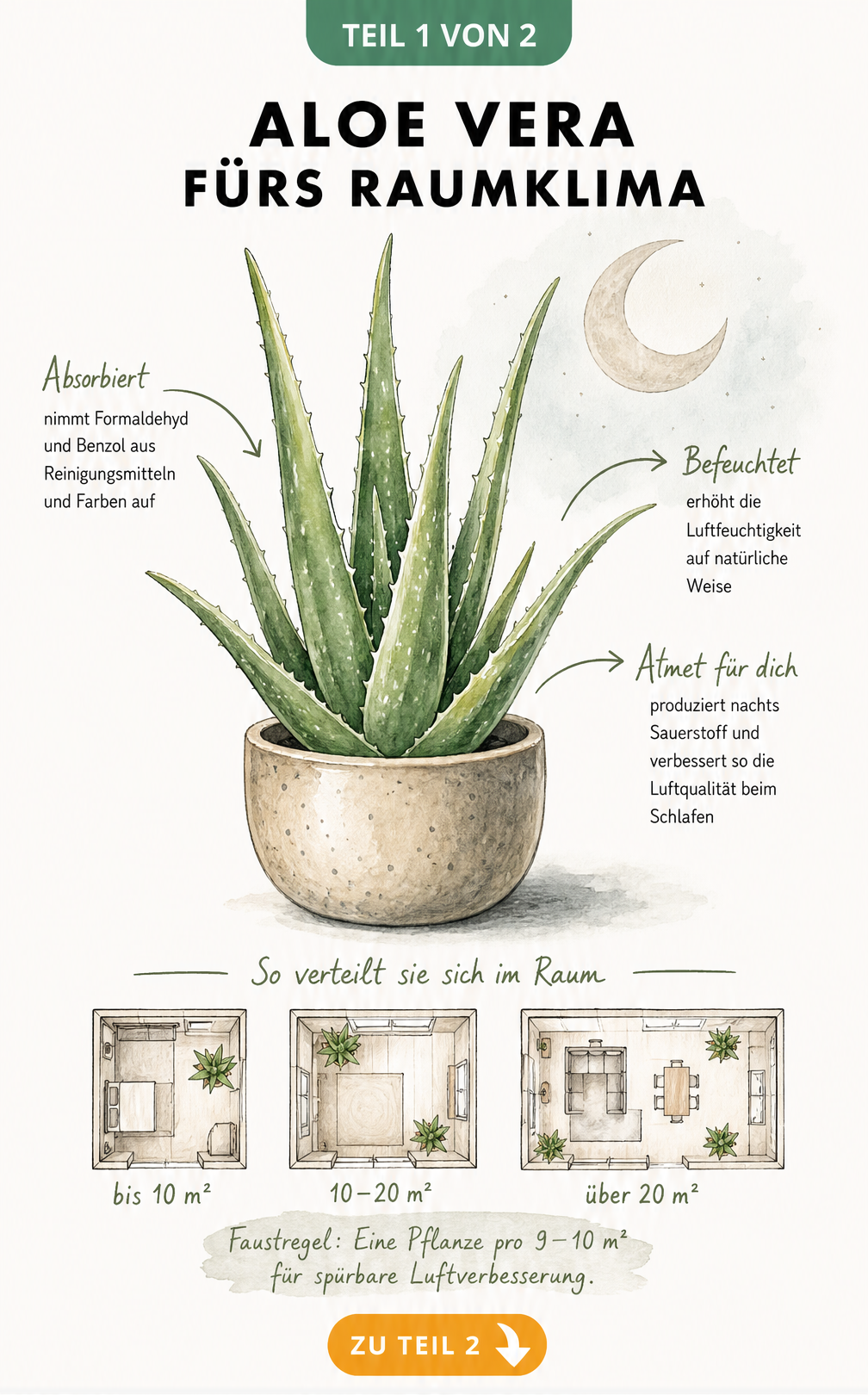 Illustration einer Aloe Vera Pflanze mit Hinweisen zur Schadstoffabsorption und Raumverteilung