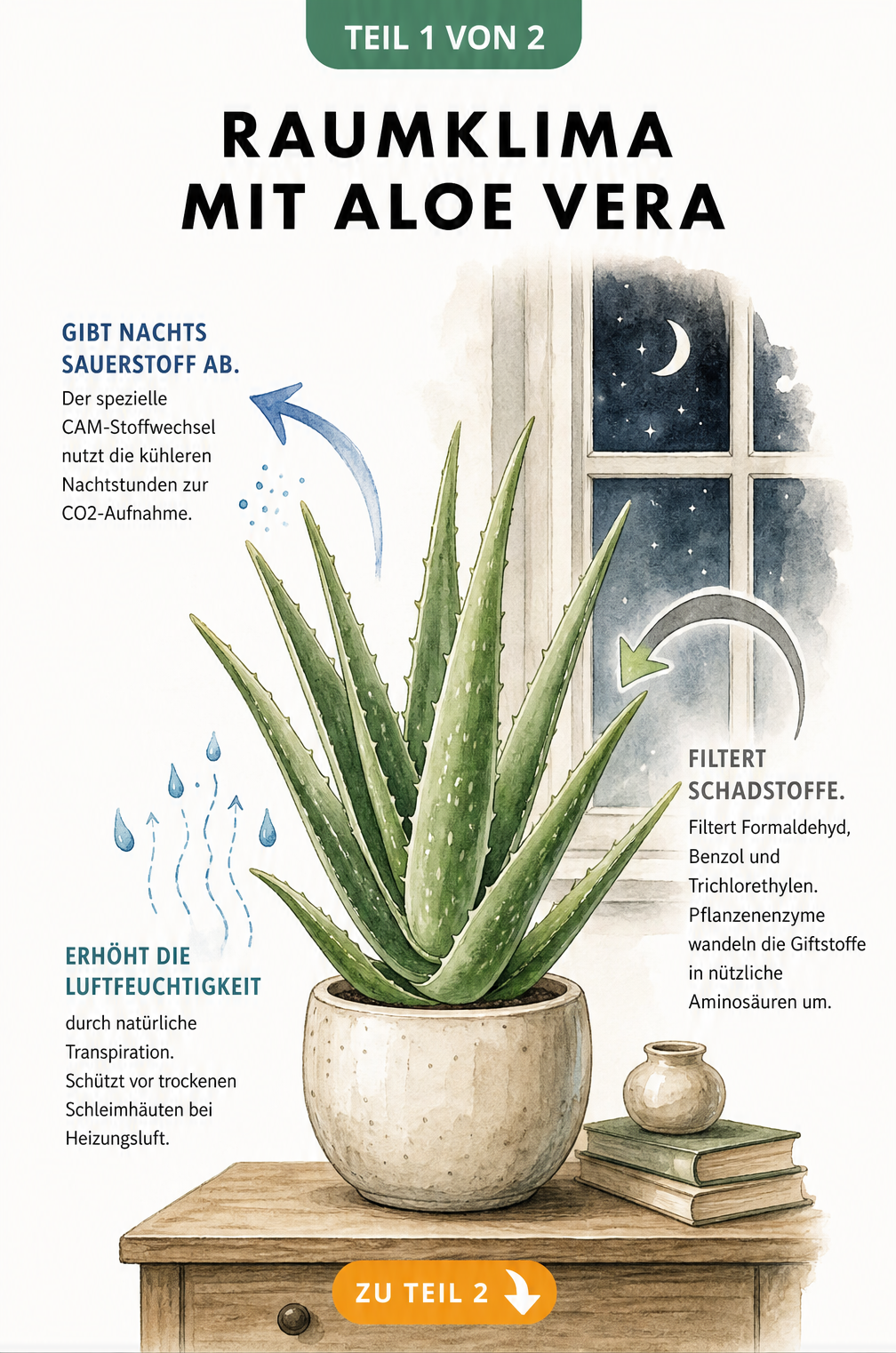 Illustration einer Aloe Vera im Schlafzimmer, die nachts Sauerstoff abgibt und Schadstoffe filtert