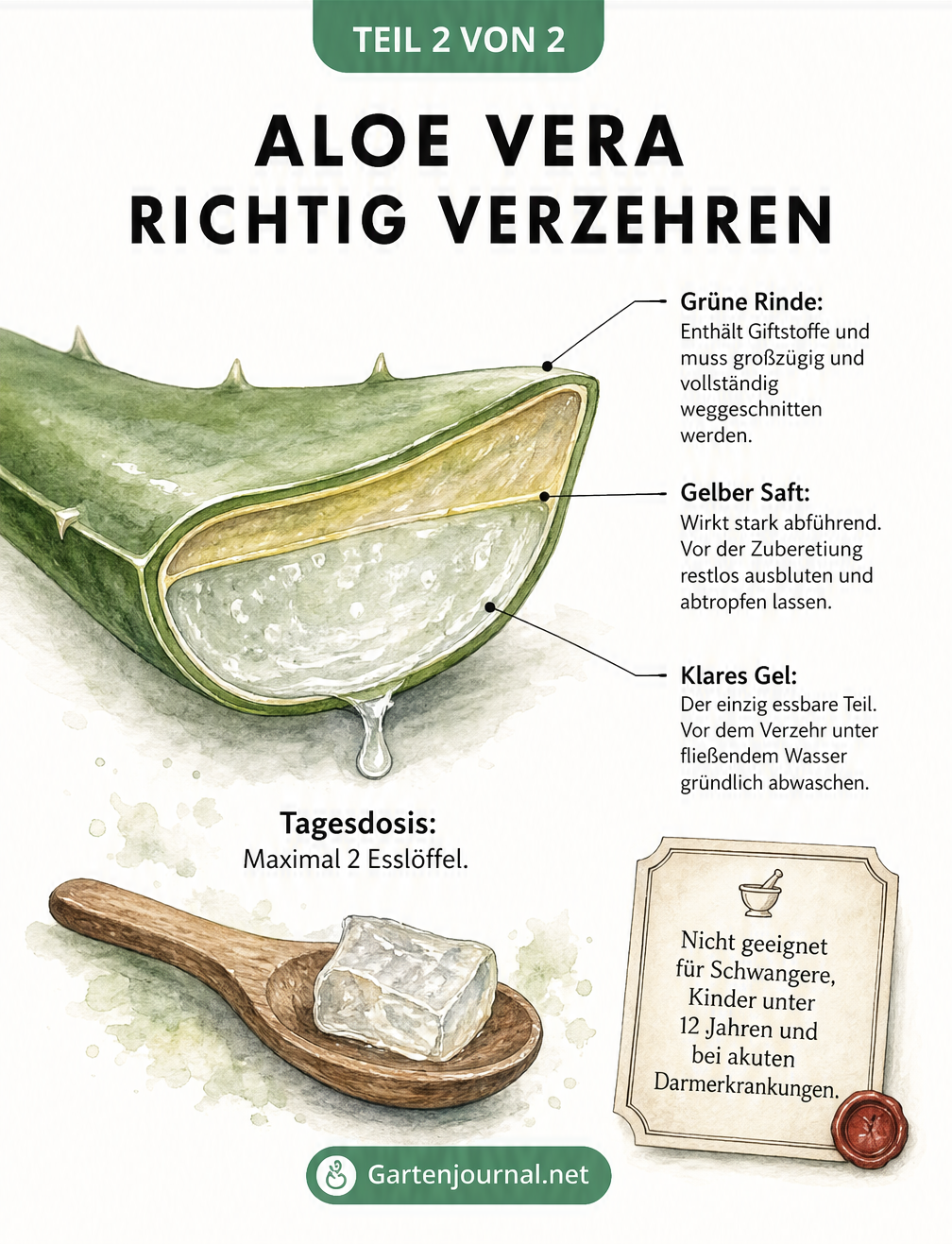 Querschnitt eines Aloe-Vera-Blattes mit Erklärungen zur grünen Rinde, dem gelben Saft und dem essbaren klaren Gel sowie Hinweisen zur Tagesdosis.