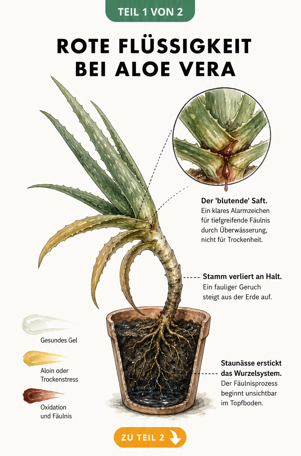 Querschnitt einer Aloe Vera im Topf, der die Auswirkungen von Staunässe und Fäulnis zeigt, einschließlich roter Flüssigkeit am Blattansatz.