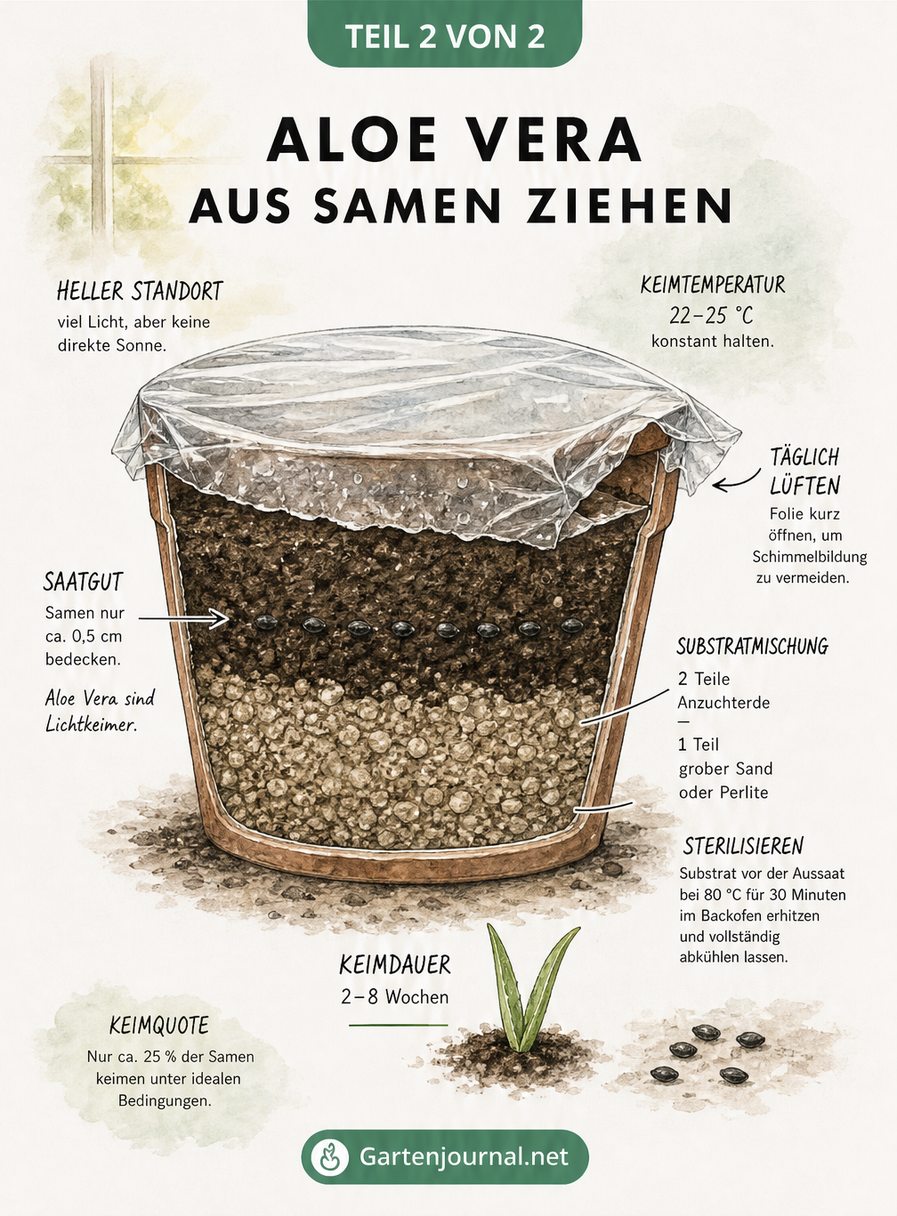 Querschnitt eines Anzuchttopfes mit Aloe Vera Samen, der die richtige Erdmischung, Saattiefe und klimatischen Bedingungen für die Keimung zeigt.