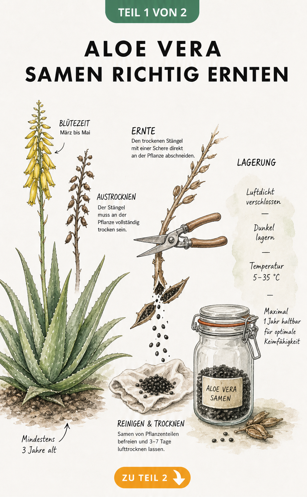 Botanische Illustration der Aloe Vera Pflanze, die den Weg von der Blüte bis zur Ernte und Lagerung der Samen im Apothekerglas zeigt.