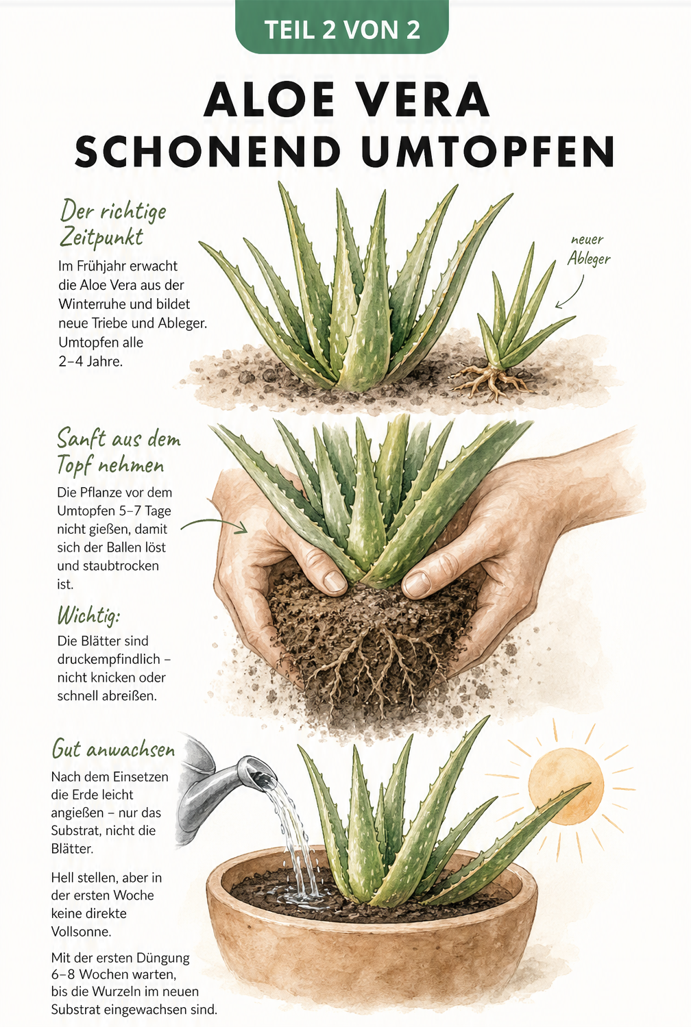 Zeichnung von Händen, die eine Aloe Vera am Wurzelansatz greifen, sowie Gießkanne und Sonnensymbol