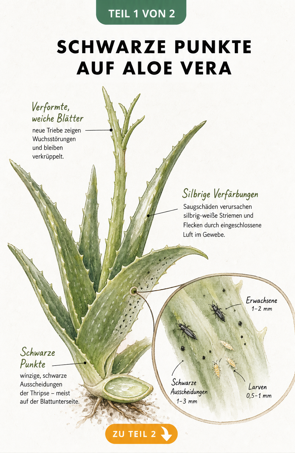 Illustration eines Aloe-Vera-Blattes mit Lupenansicht auf Thripse, Larven und schwarze Punkte als Schadbild