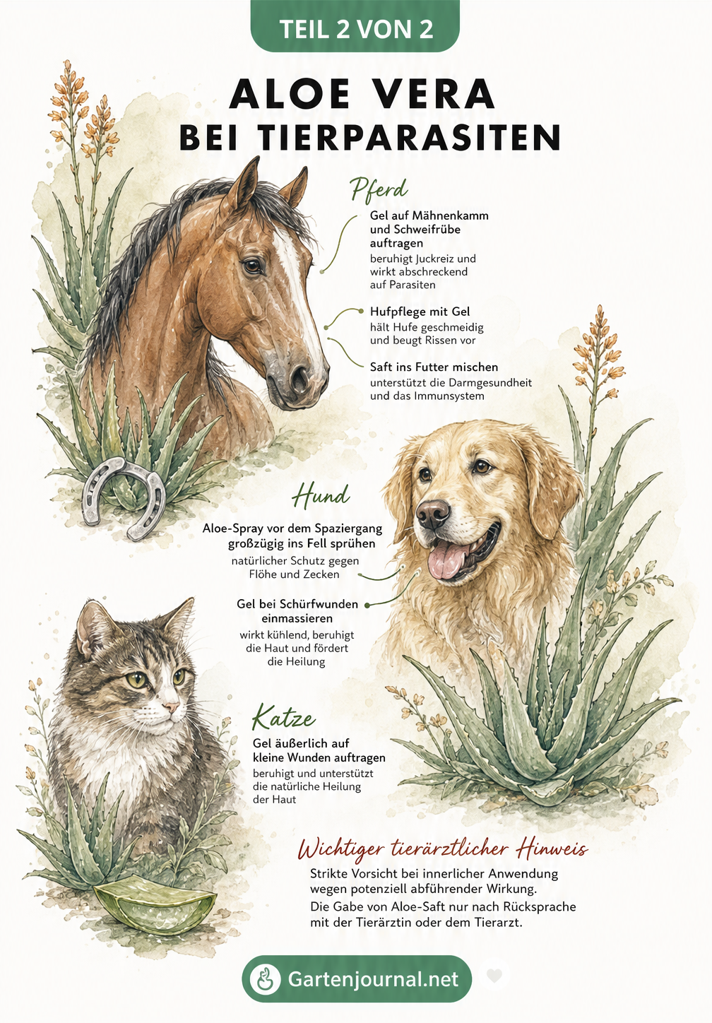 Aquarell-Illustration von Pferd, Hund und Katze mit Hinweisen zur Anwendung von Aloe Vera bei Tierparasiten