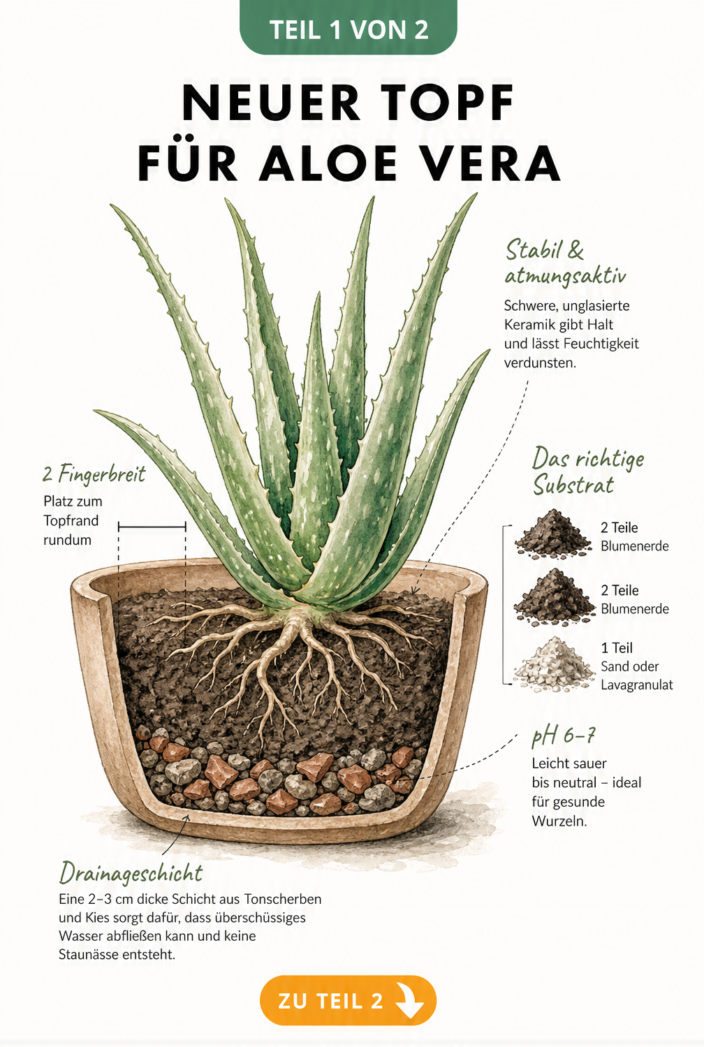Illustration einer Aloe Vera im Querschnitt mit Topf, Drainageschicht und Erdmischung