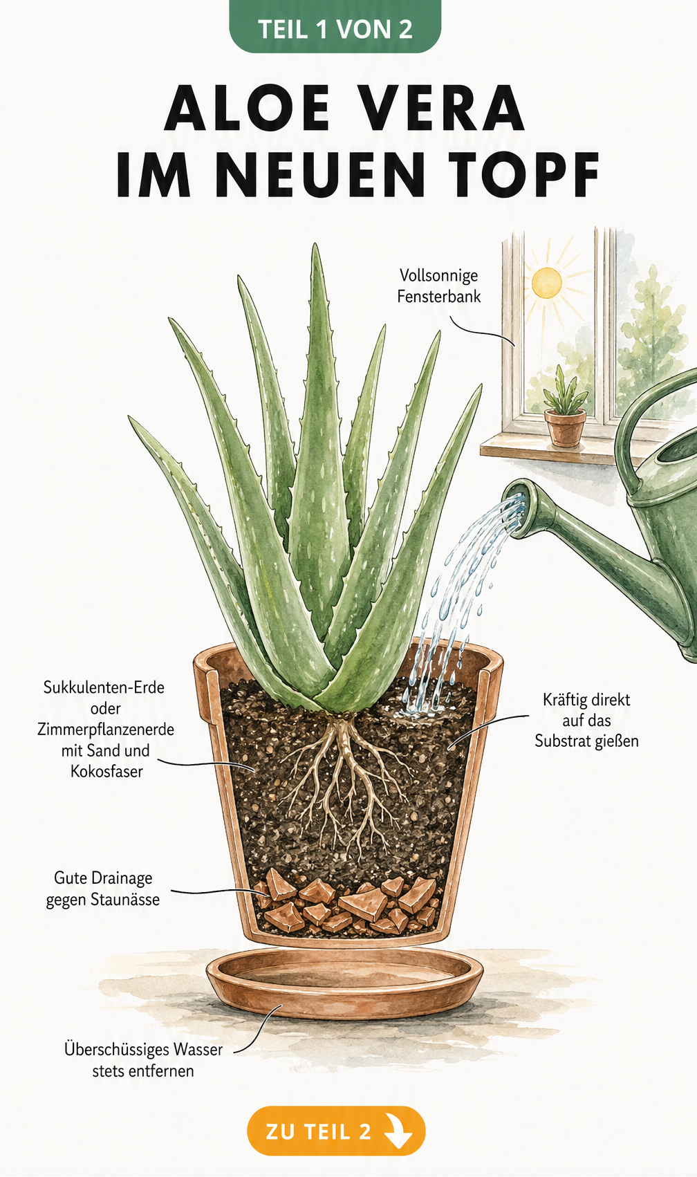 Schnittgrafik eines bepflanzten Terrakotta-Topfes mit Aloe Vera, die Drainage, Substrat und richtiges Gießen zeigt