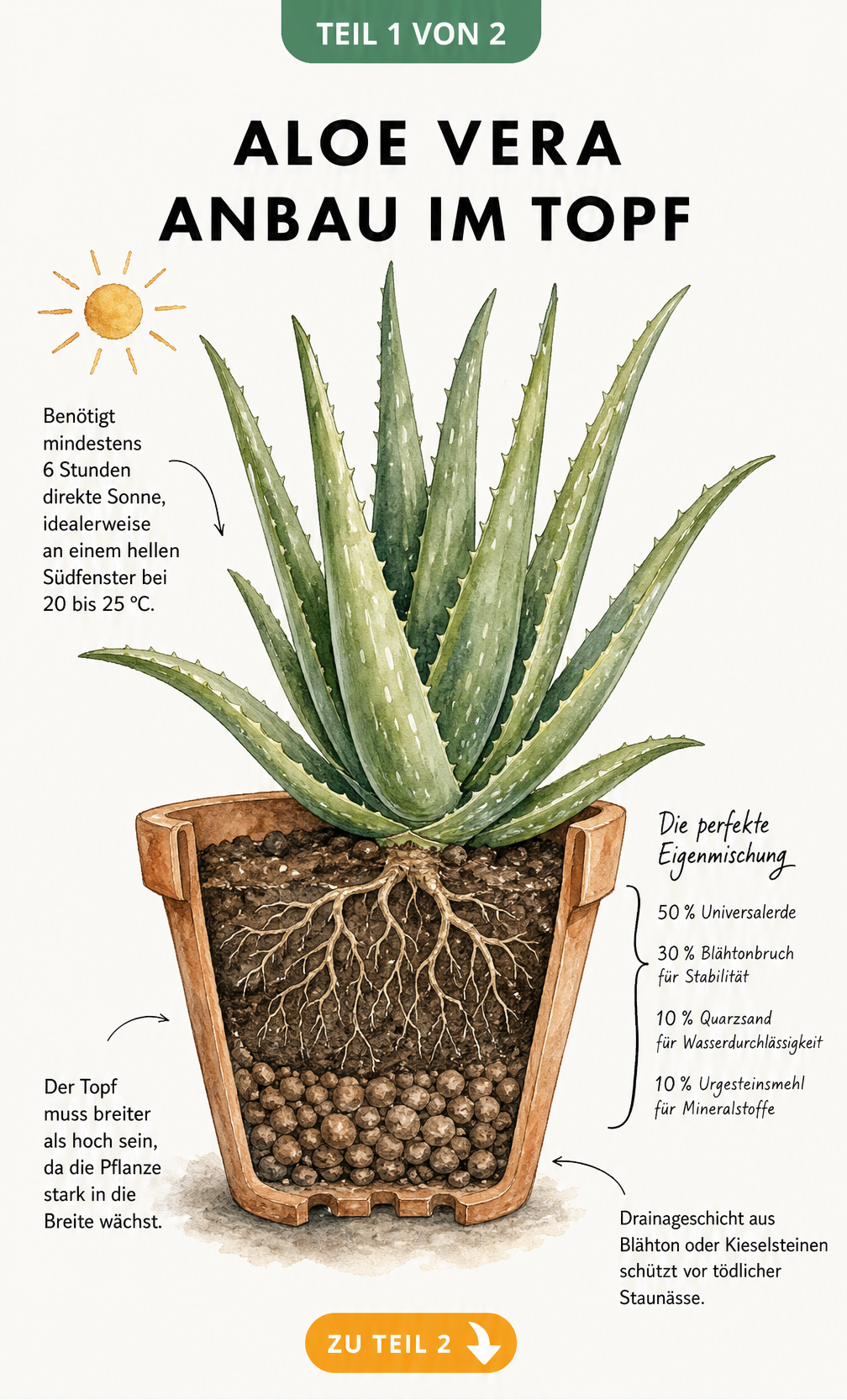 Botanische Illustration einer Aloe Vera im Querschnitt eines Terrakotta-Topfes mit sichtbarer Drainageschicht und Erdmischung