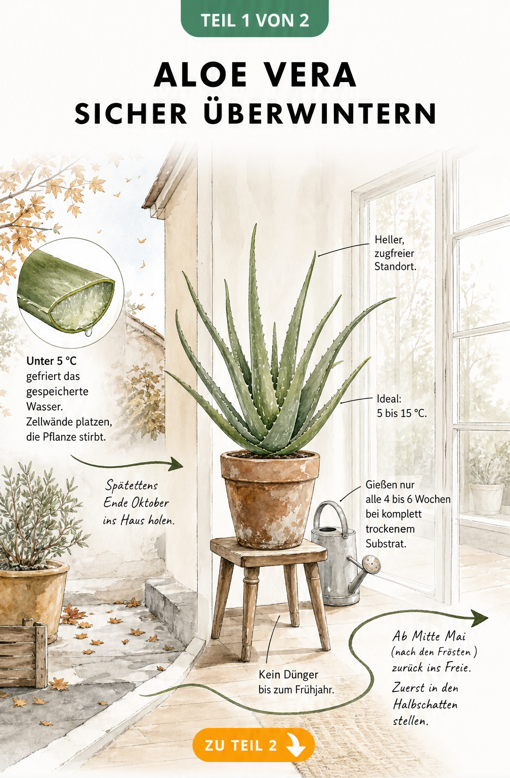 Illustration zur Überwinterung der Aloe Vera mit Zeitachse vom Herbst bis zum Frühling