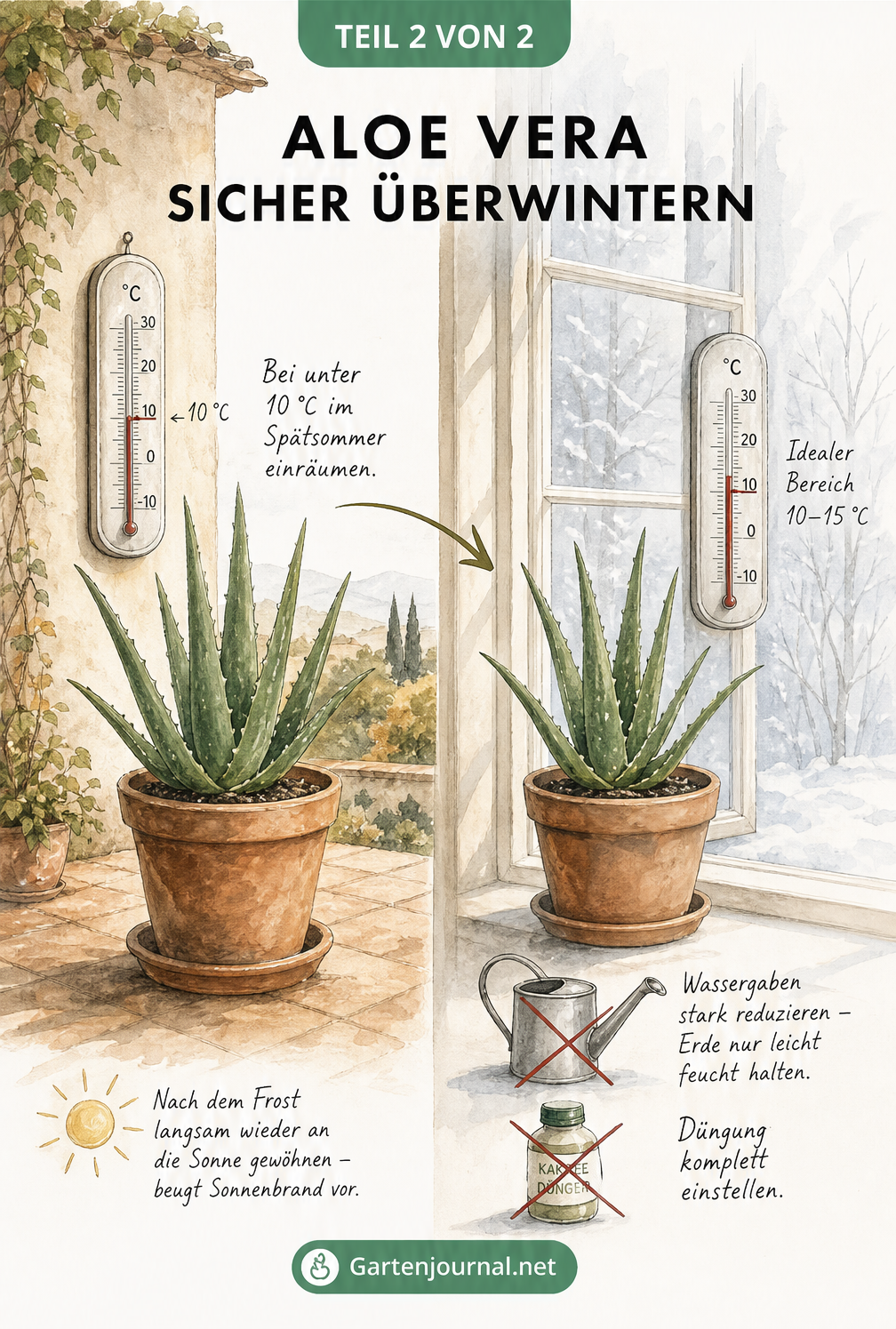 Illustration einer Aloe Vera beim Wechsel von der Terrasse ins Haus bei unter 10 Grad Celsius.