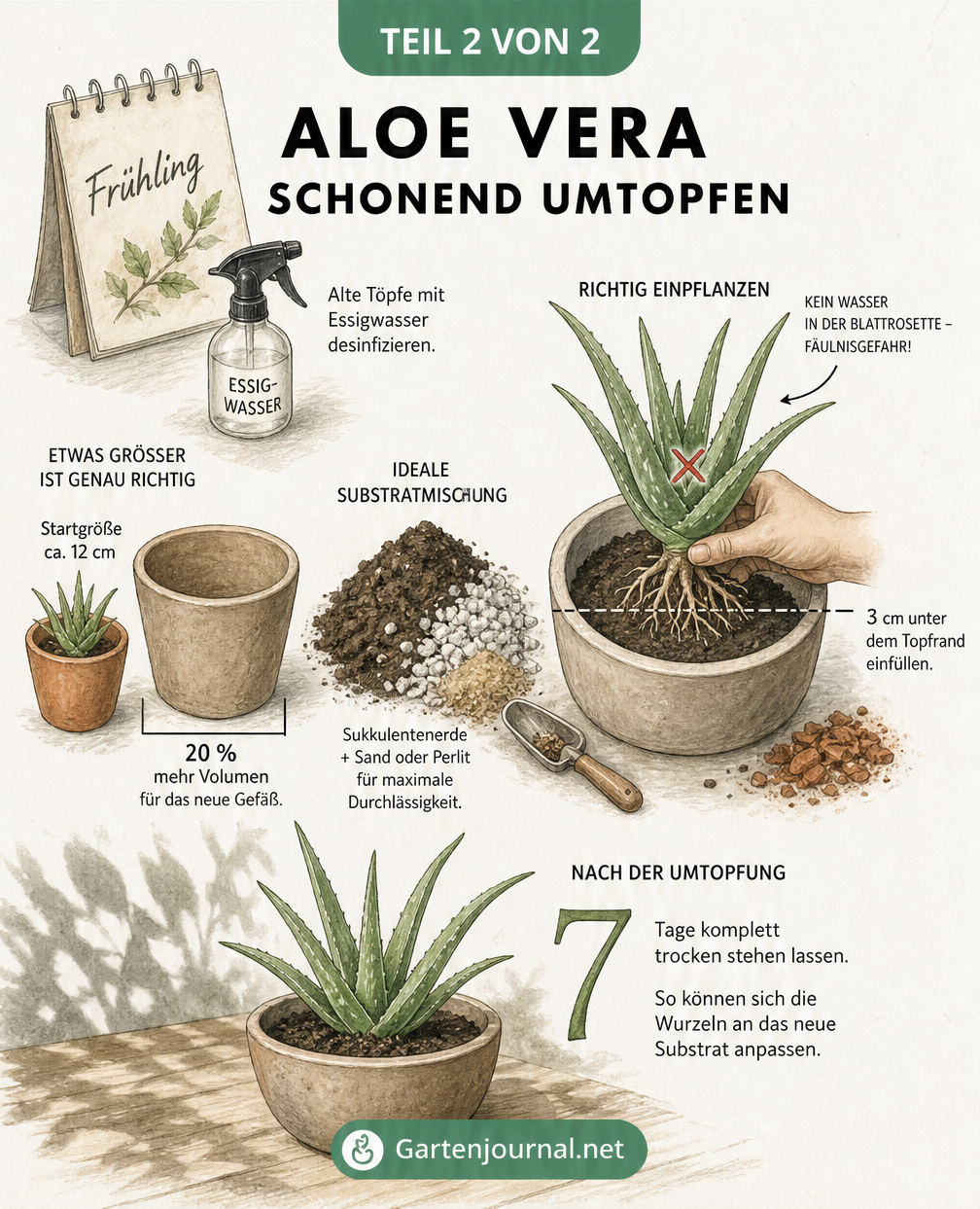 Illustration der Schritte zum Umtopfen einer Aloe Vera mit Substratmischung und Größenvergleich der Töpfe