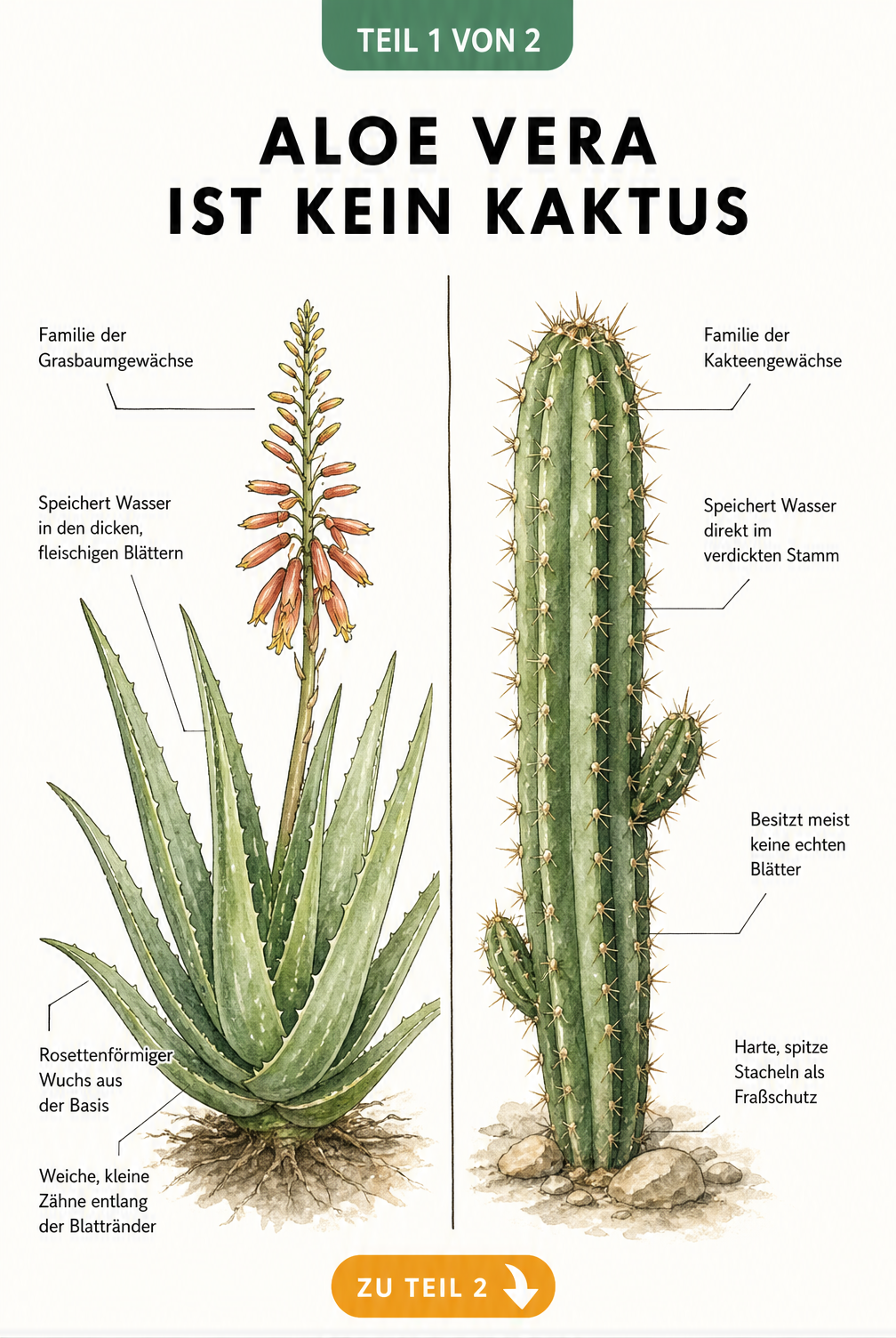 Botanische Gegenüberstellung von Aloe Vera und Säulenkaktus mit Erklärungen zu den Unterschieden