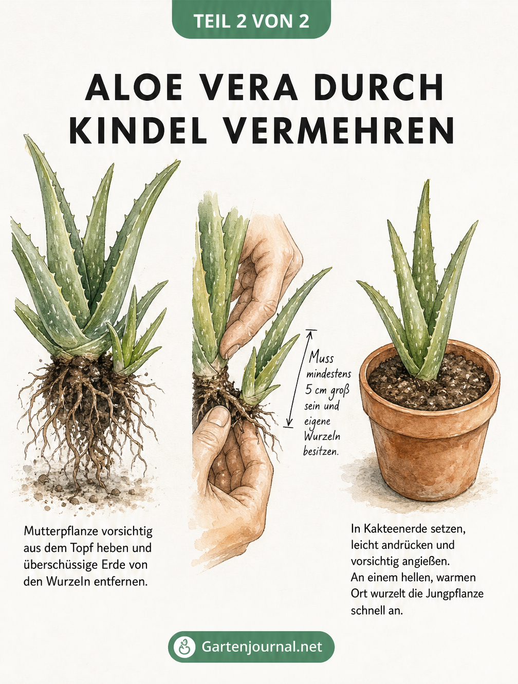 Illustration der Vermehrung einer Aloe Vera durch das Abtrennen und Einpflanzen eines Kindels