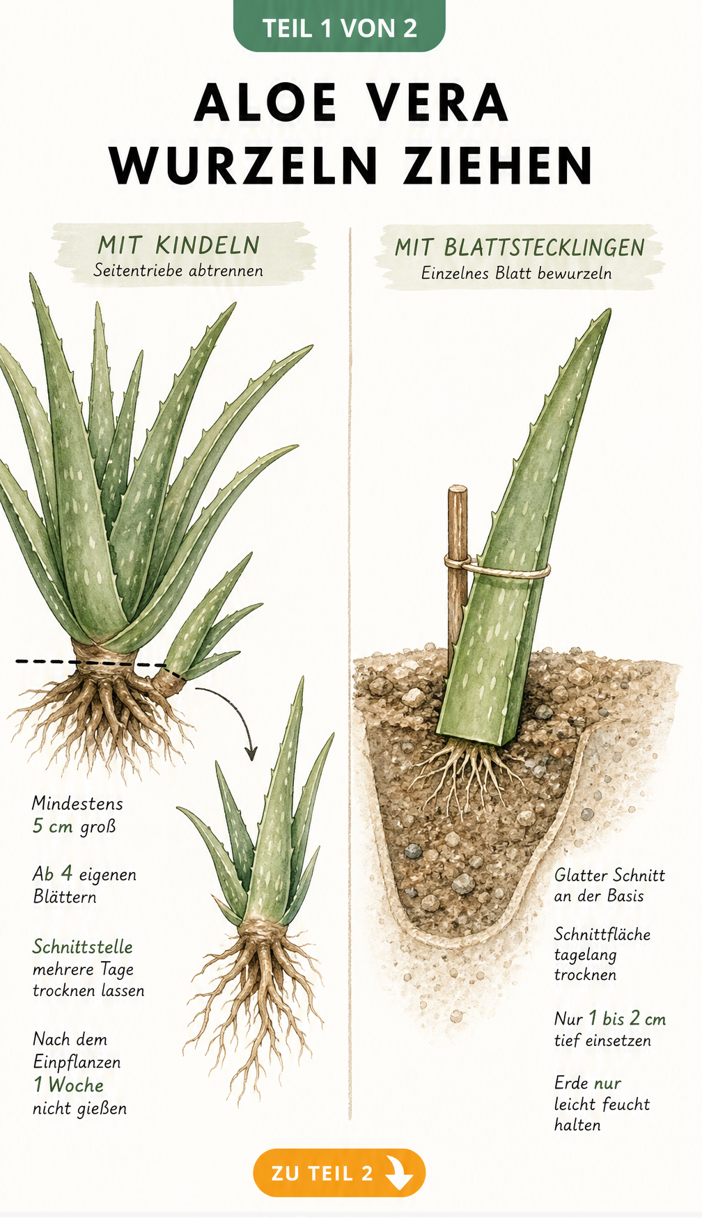Botanische Illustration der Aloe Vera Vermehrung durch Kindel und Blattstecklinge