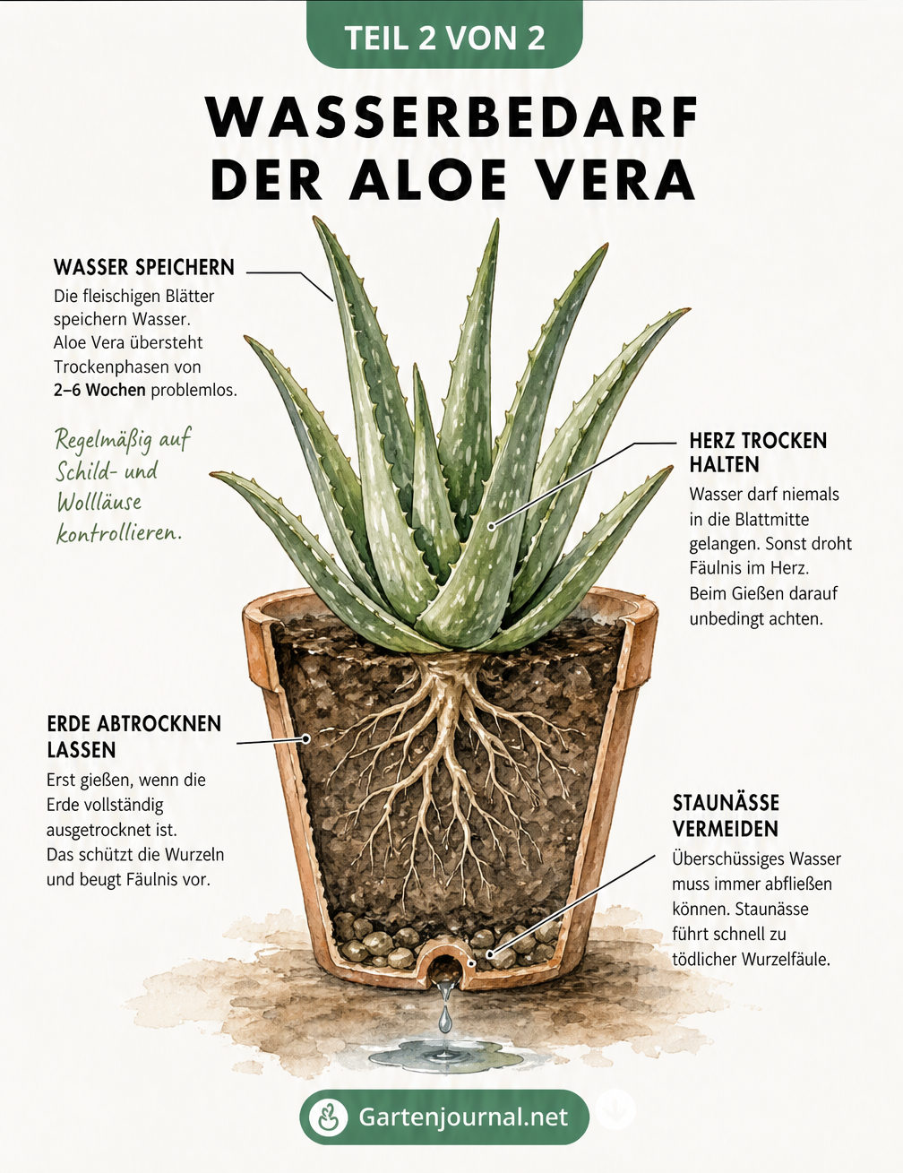 Querschnitt einer Aloe Vera im Terrakotta-Topf mit Hinweisen zum Wasserbedarf und zur Wurzelgesundheit