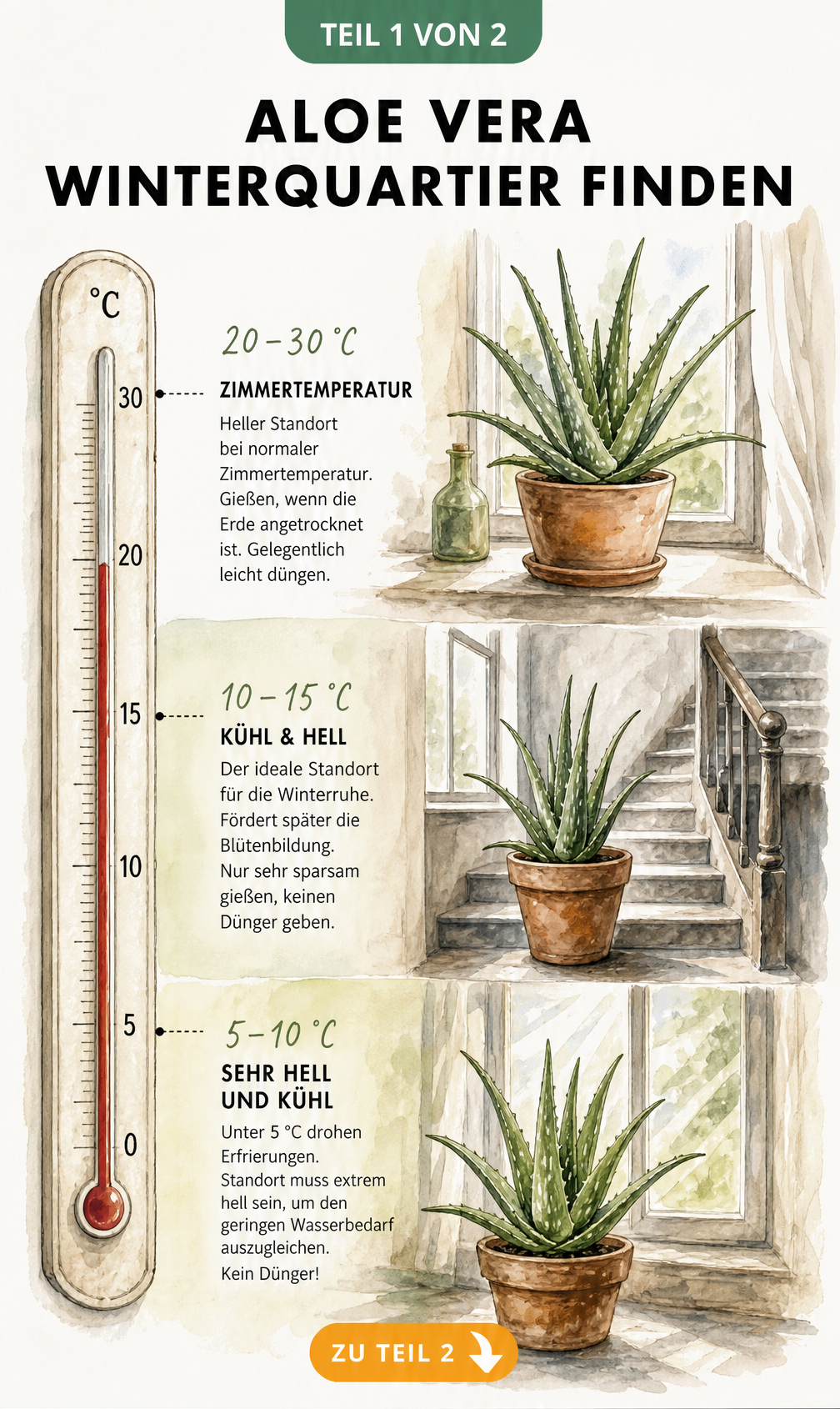 Botanische Illustration einer Aloe Vera mit Thermometer und drei Klimazonen für die Überwinterung