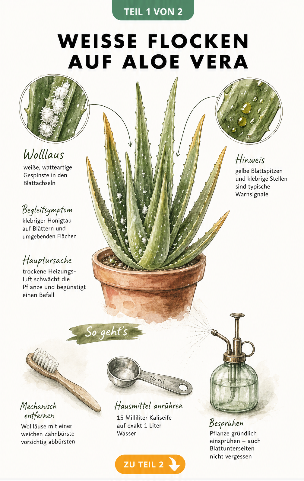 Botanische Illustration einer Aloe Vera mit weißen Flocken, Detailansicht von Wollläusen und Hausmitteln wie Kaliseife und Zahnbürste.