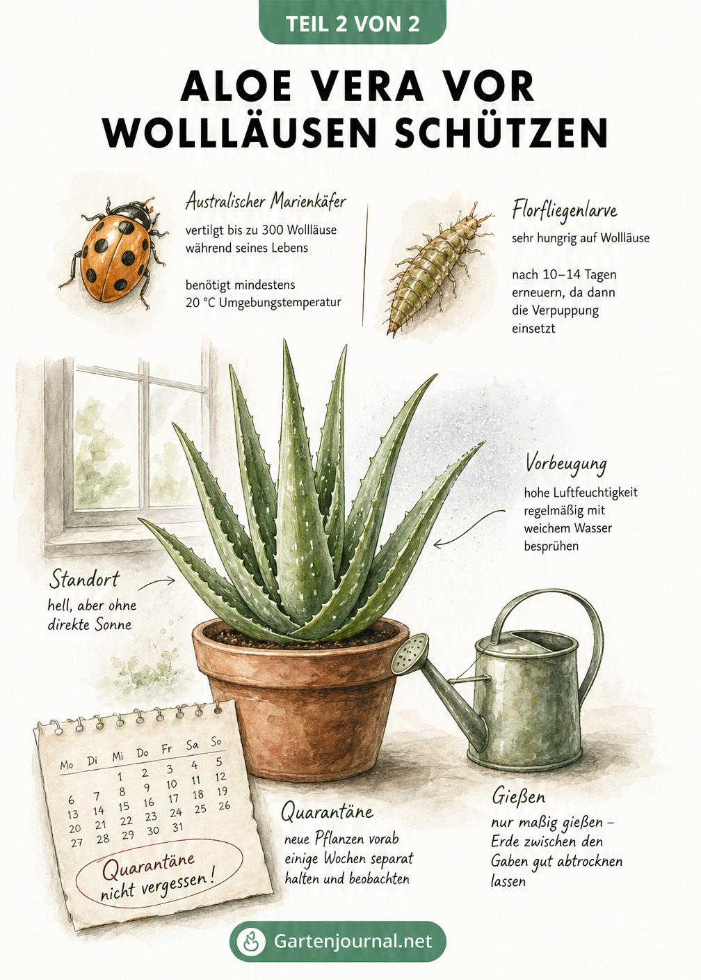 Illustration zur Vorbeugung von Wollläusen an Aloe Vera mit Nützlingen wie Marienkäfer und Florfliegenlarve sowie Tipps zu Standort und Pflege.