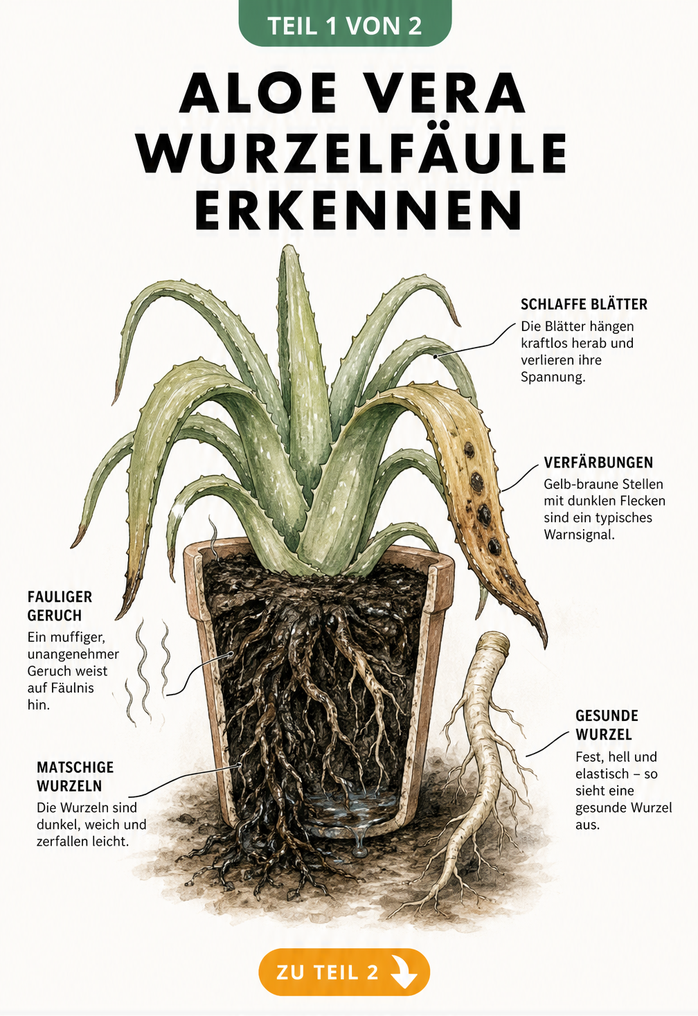 Botanische Illustration einer Aloe Vera mit Wurzelfäule im Querschnitt, die schlaffe, verfärbte Blätter und schwarze, matschige Wurzeln zeigt.