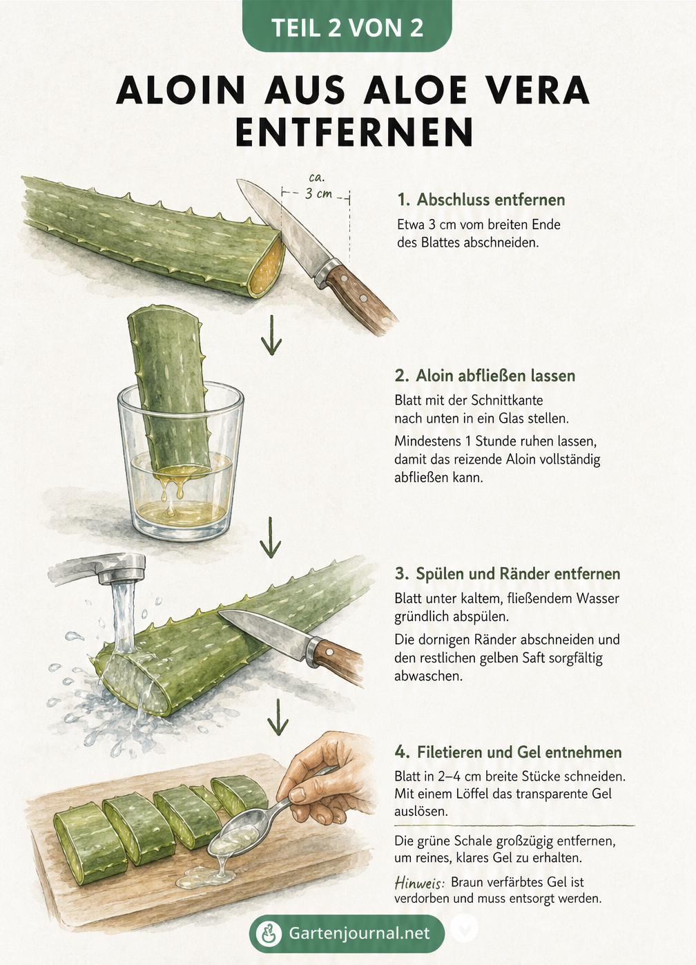 Illustration zum Entfernen von Aloin aus Aloe Vera Blättern: Abschneiden, Ausbluten im Wasserglas und Filetieren