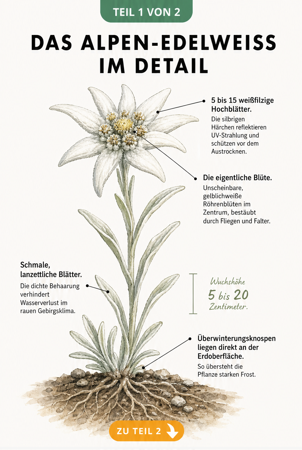 Botanische Illustration des Alpen-Edelweiß mit Details zu Wurzeln, Blättern und der Scheinblüte