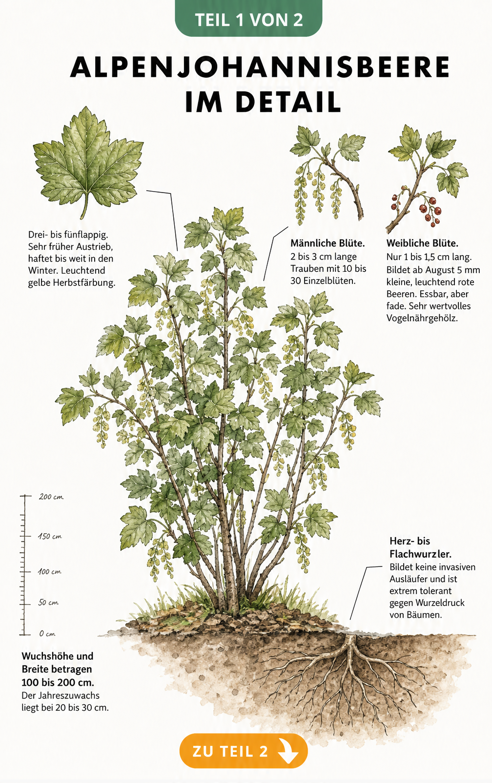 Botanische Illustration der Alpenjohannisbeere mit Details zu Blättern, Blüten, Wuchs und Wurzeln