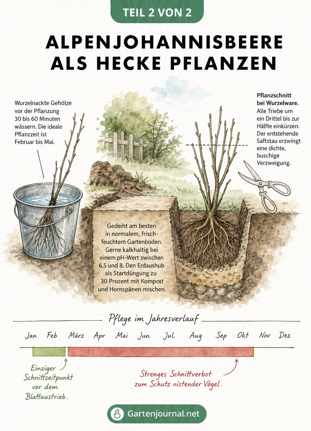 Querschnitt-Skizze zum Pflanzen einer Alpenjohannisbeer-Hecke mit Tipps zu Boden, Schnitt und Pflege