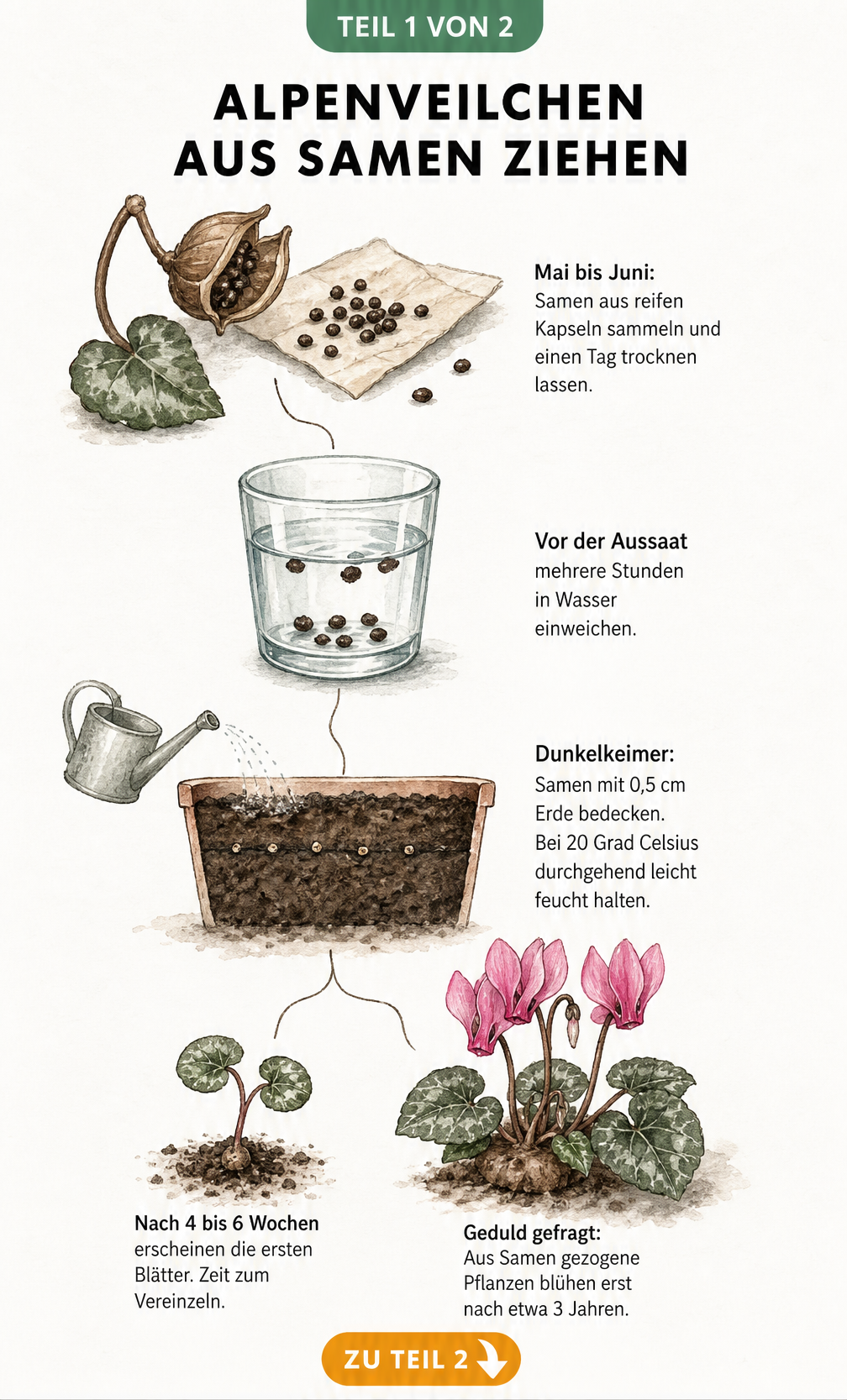 Botanische Zeitleiste im Aquarell-Stil zur Aussaat von Alpenveilchen, von der Samenkapsel über das Einweichen und Einpflanzen bis zur blühenden Pflanze.