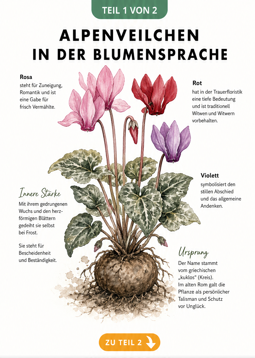 Aquarell-Illustration eines Alpenveilchens mit Knolle, Blättern und Blüten in Rosa, Rot und Violett, die die Bedeutung in der Blumensprache erklärt