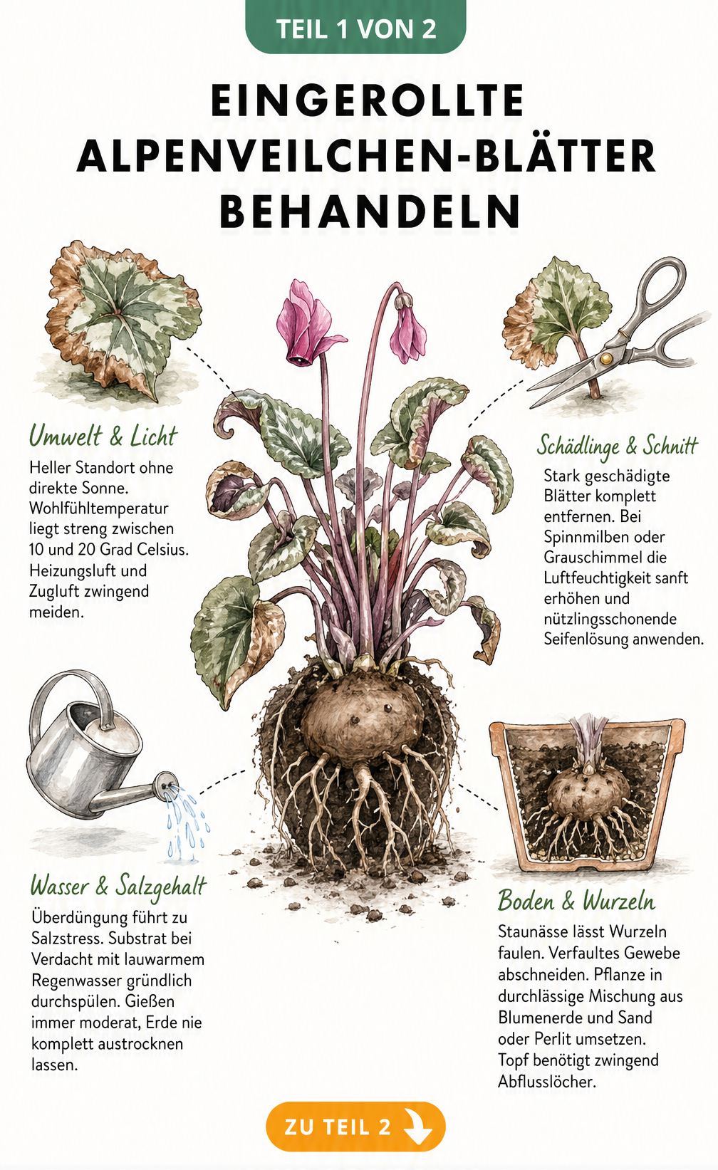 Illustration eines Alpenveilchens im Querschnitt mit eingerollten Blättern und Tipps zur Behandlung von Stressfaktoren wie Licht, Schädlingen, Wasser und Boden.