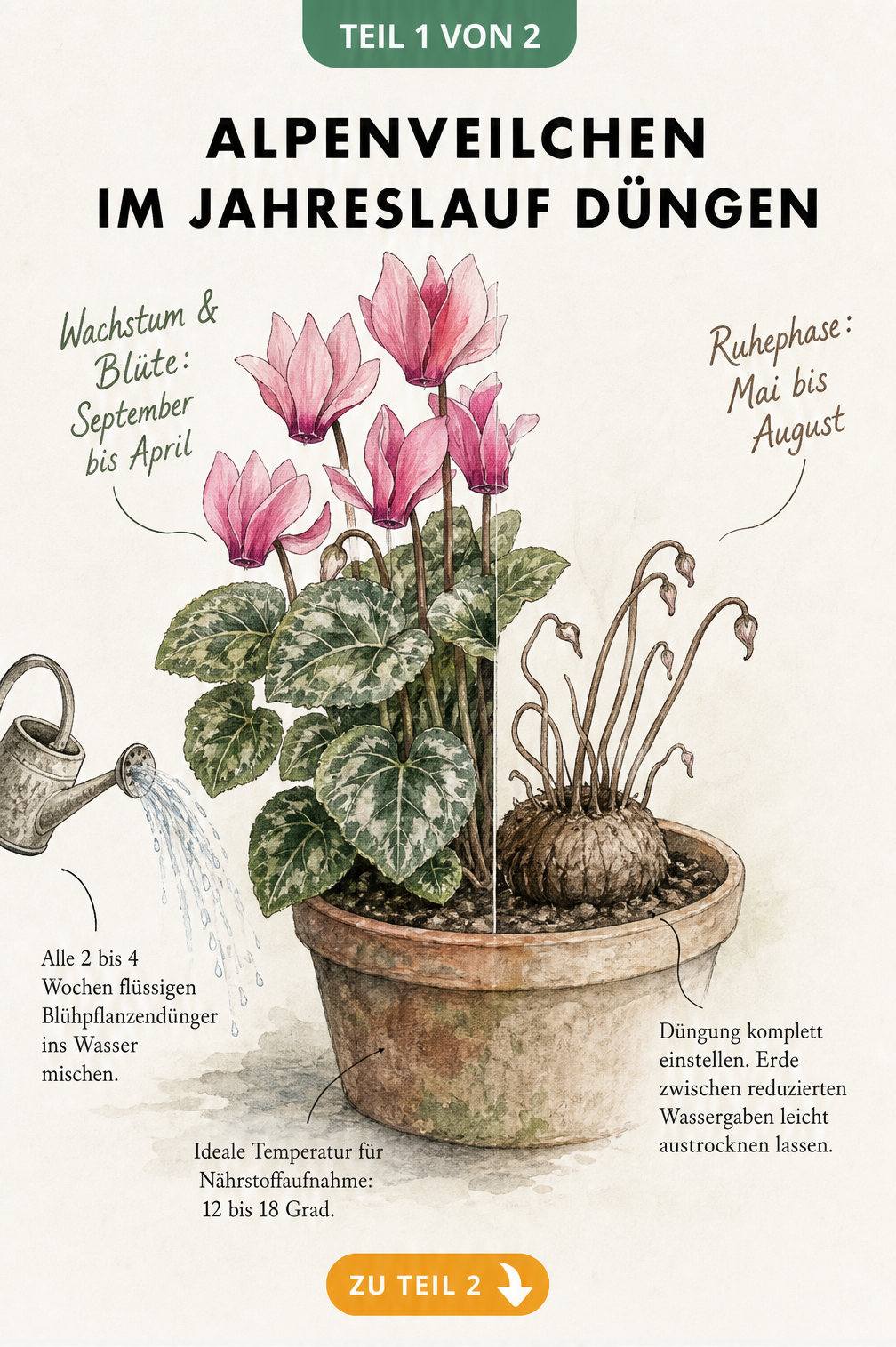 Aquarell-Illustration eines Alpenveilchens, das die Wachstumsphase mit Blüten und die Ruhephase als nackte Knolle zeigt, inklusive Düngehinweisen