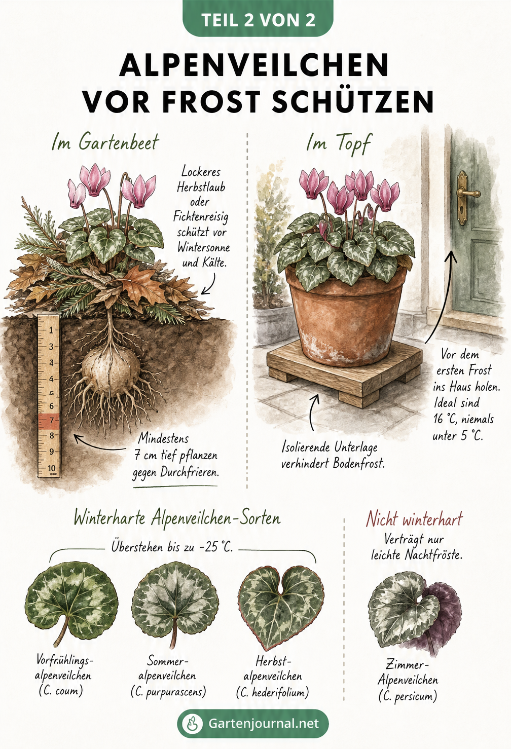 Illustration eines Alpenveilchens im Gartenbeet mit Laubabdeckung und im Topf auf einem Holzpodest
