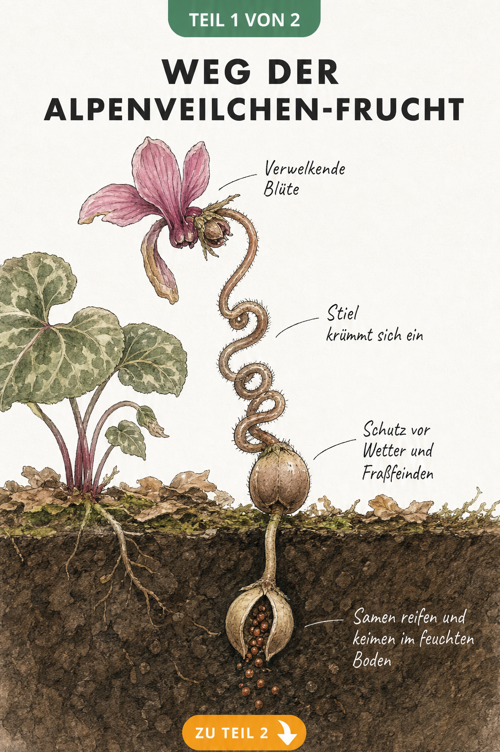Botanische Illustration des Alpenveilchens: Von der verblühenden Blüte über den sich einkrümmenden Stiel bis zur Kapselfrucht im Erdreich, die Samen freigibt.