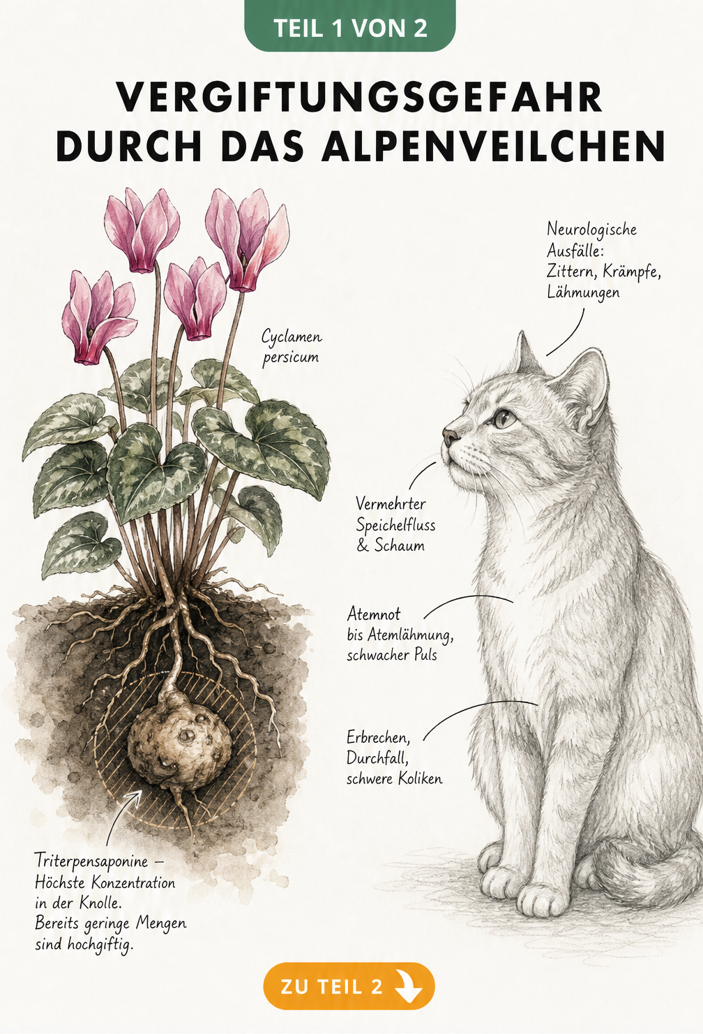 Botanische Illustration eines Alpenveilchens mit Knolle und einer Katze, die Vergiftungssymptome zeigt