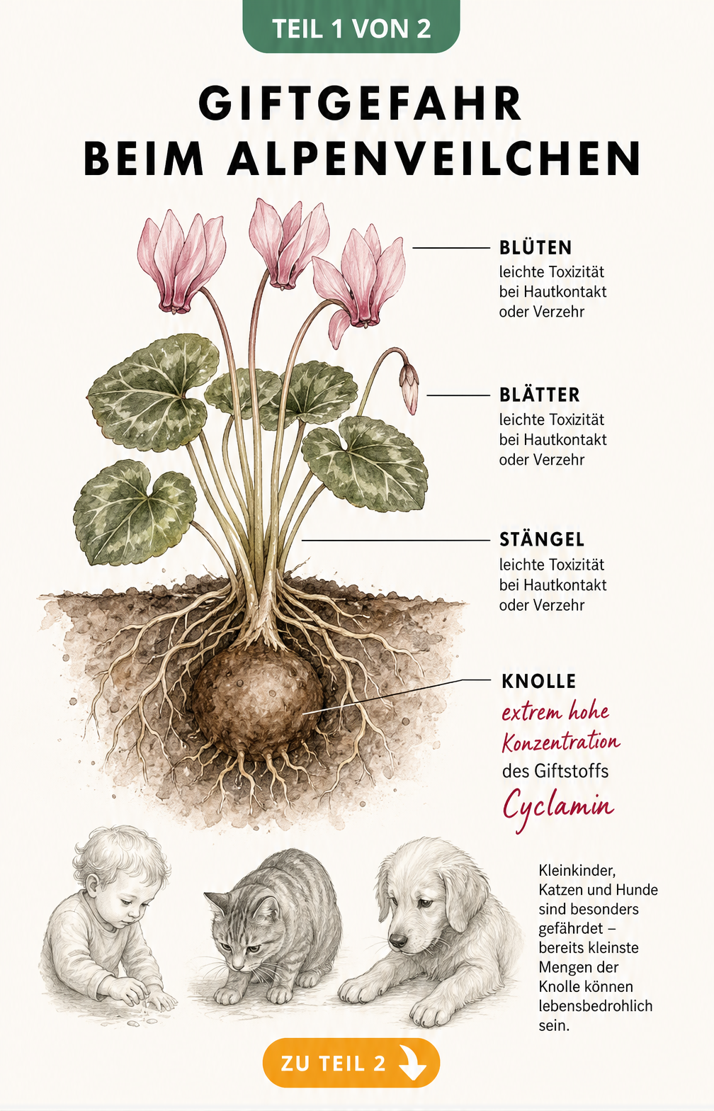Botanische Illustration eines Alpenveilchens im Querschnitt mit Fokus auf die giftige Knolle und Risikogruppen wie Kinder und Haustiere