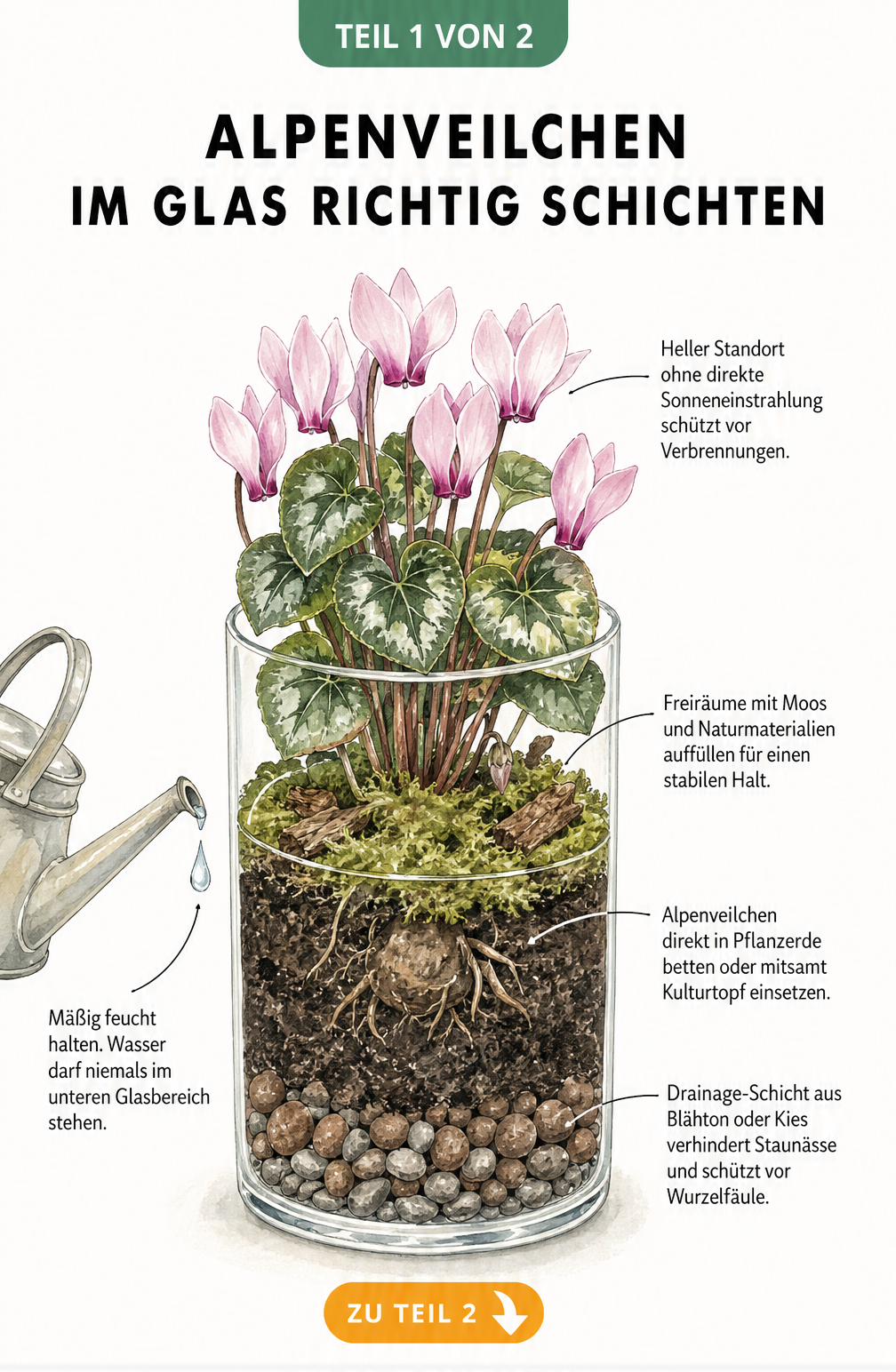 Querschnitt eines Glasgefäßes mit Alpenveilchen, das die Schichten aus Blähton, Pflanzerde und Moos zeigt.