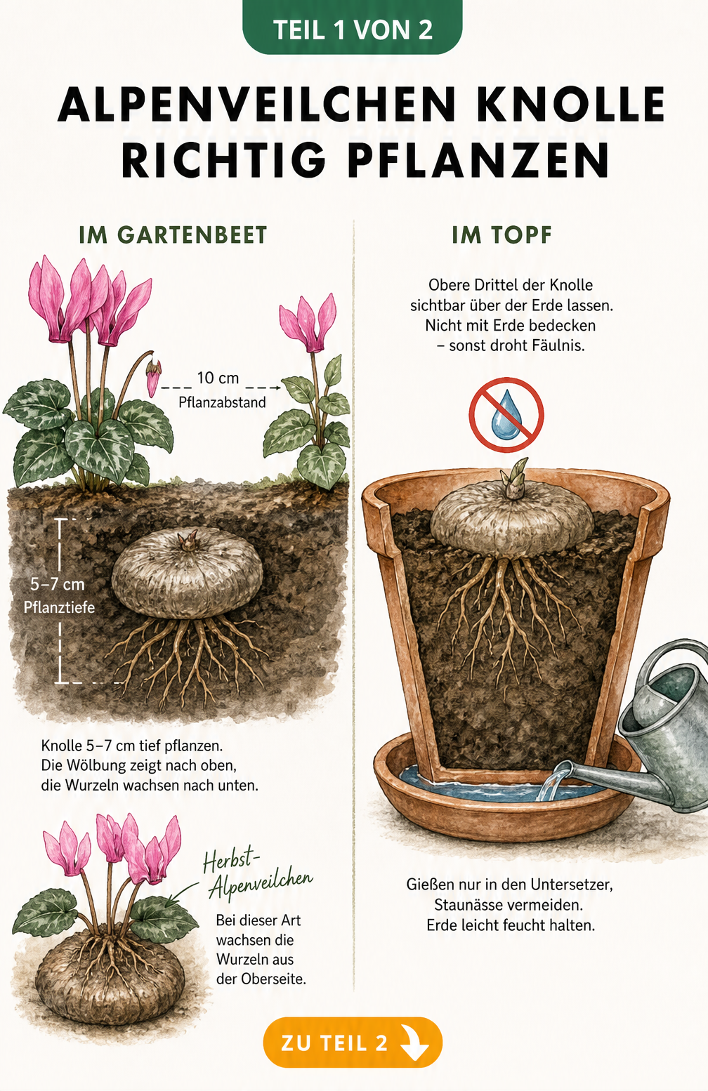 Illustration einer Alpenveilchen-Knolle im Gartenbeet und im Topf mit Pflanztiefe und Gießhinweis