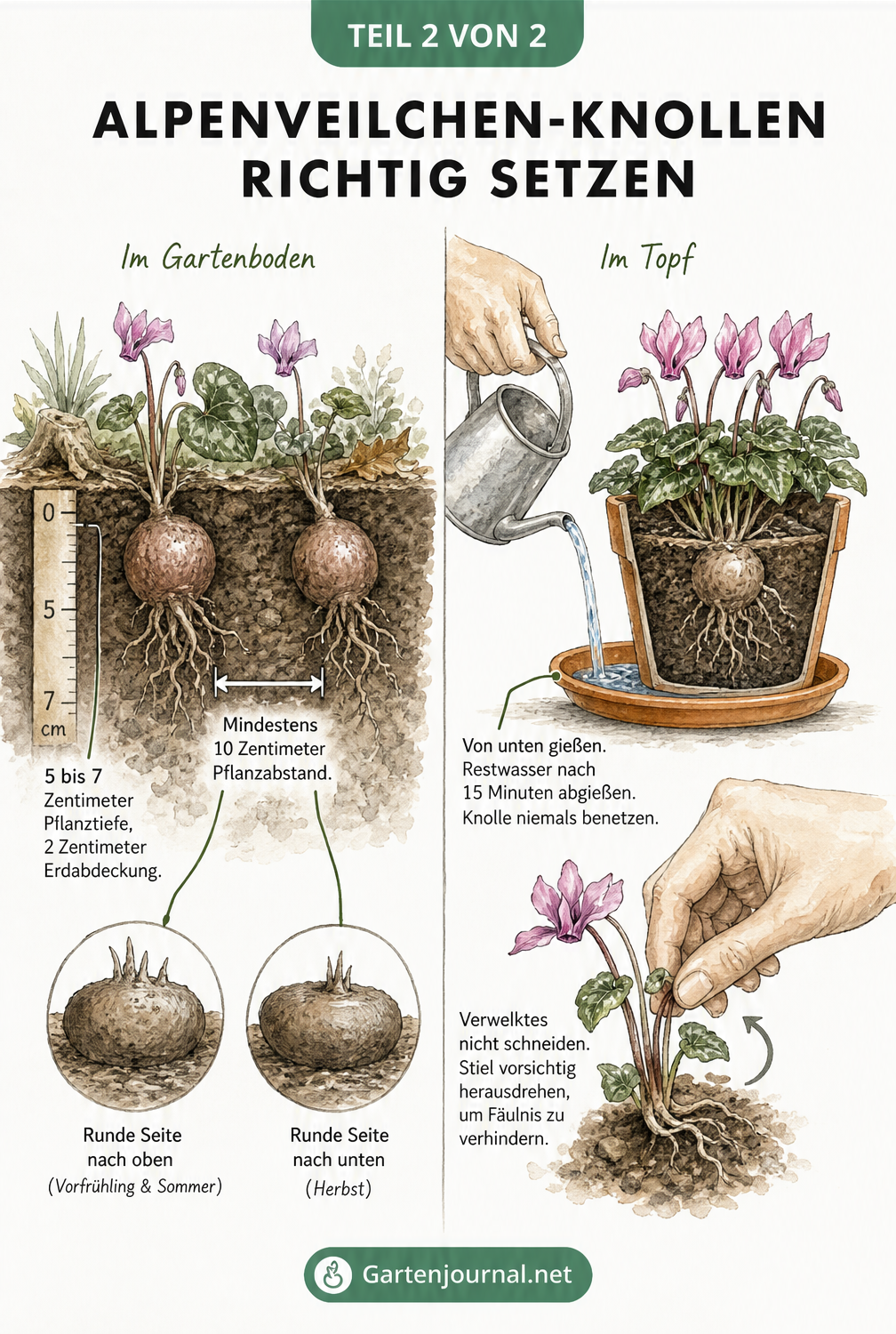 Botanische Querschnittszeichnung zeigt das richtige Einpflanzen von Alpenveilchen-Knollen im Garten und die Pflege im Topf.