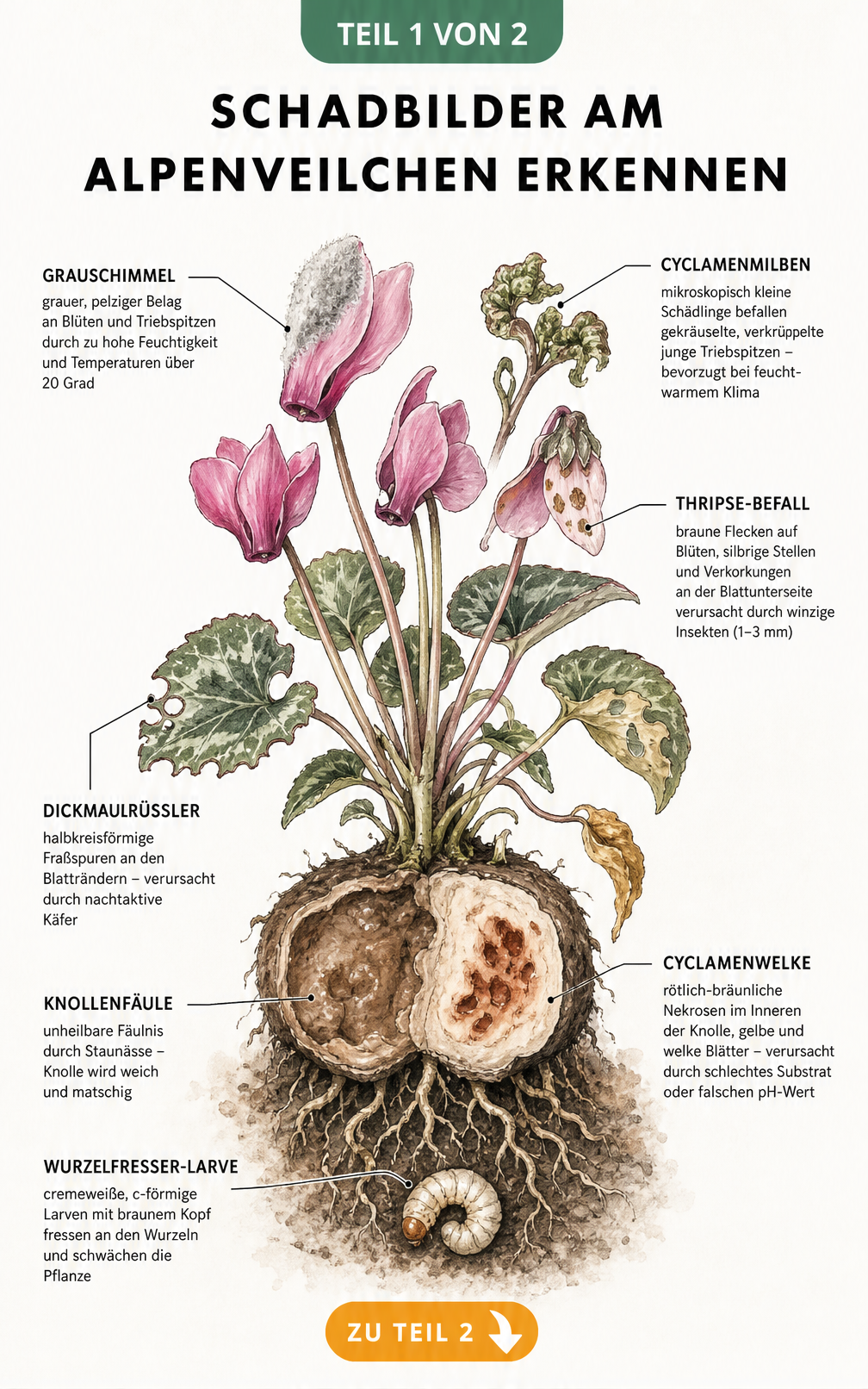 Illustration eines Alpenveilchens im Querschnitt mit Symptomen von Grauschimmel, Thripsen, Dickmaulrüssler, Knollenfäule, Cyclamenwelke und Cyclamenmilben.