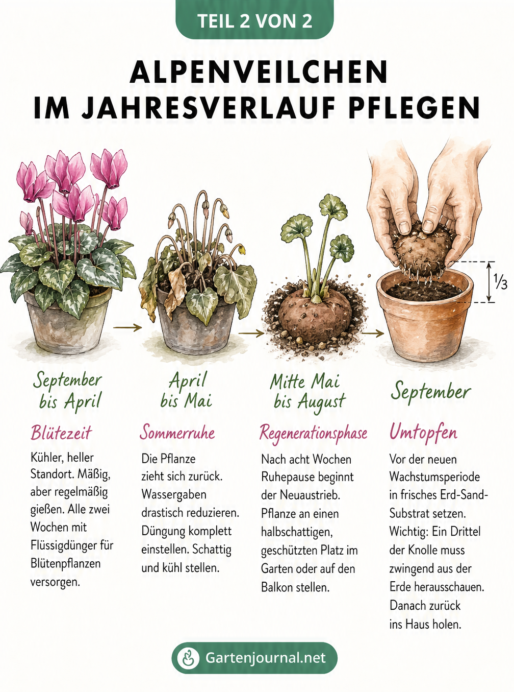 Skizzenreihe eines Alpenveilchens in vier Lebensphasen: Blütezeit, Sommerruhe, Regenerationsphase und Umtopfen mit entsprechenden Pflegetipps.