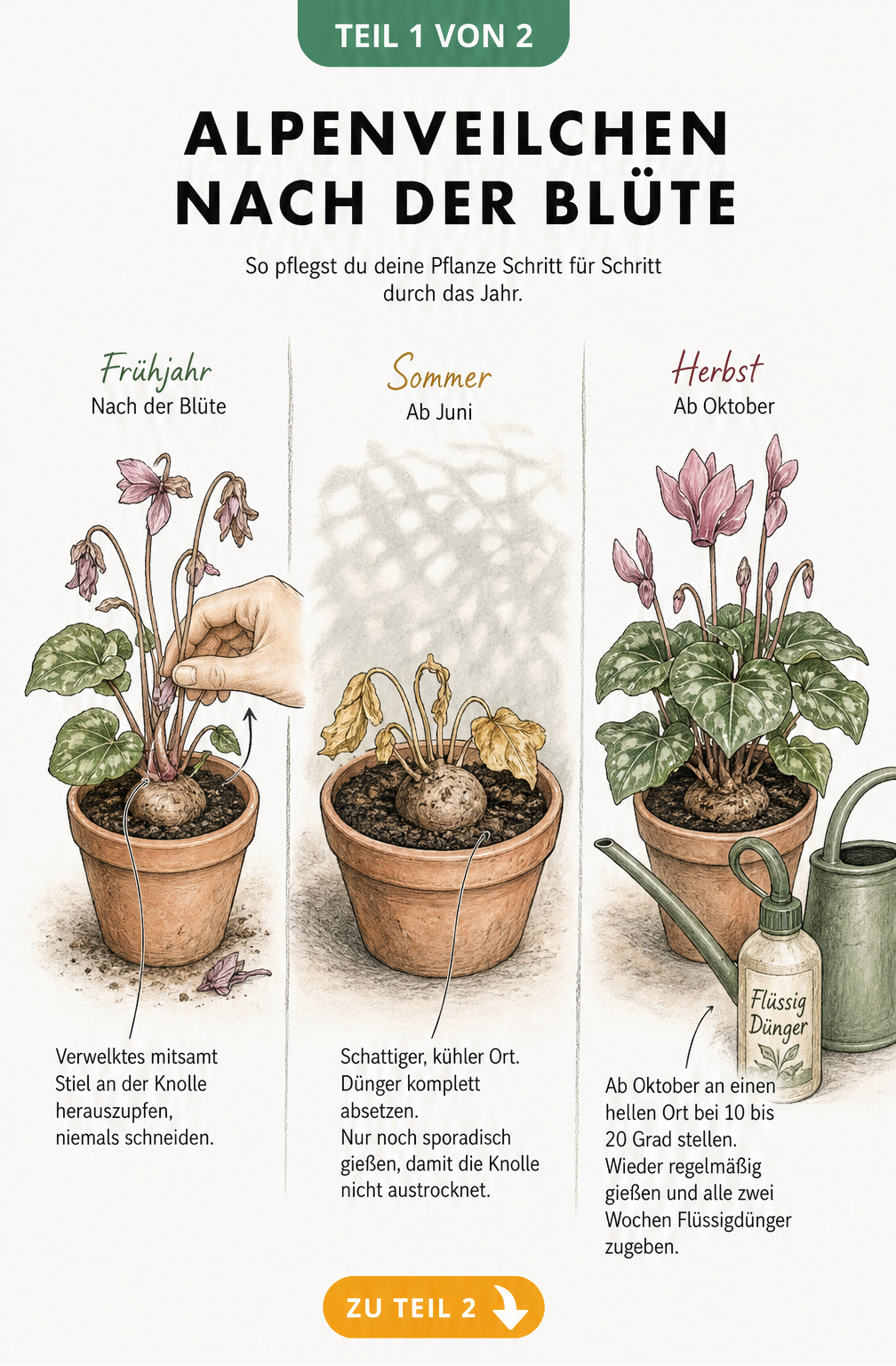 Illustration der drei Phasen eines Alpenveilchens nach der Blüte: Verwelktes zupfen, Ruhephase im Sommer und Neuaustrieb im Herbst.