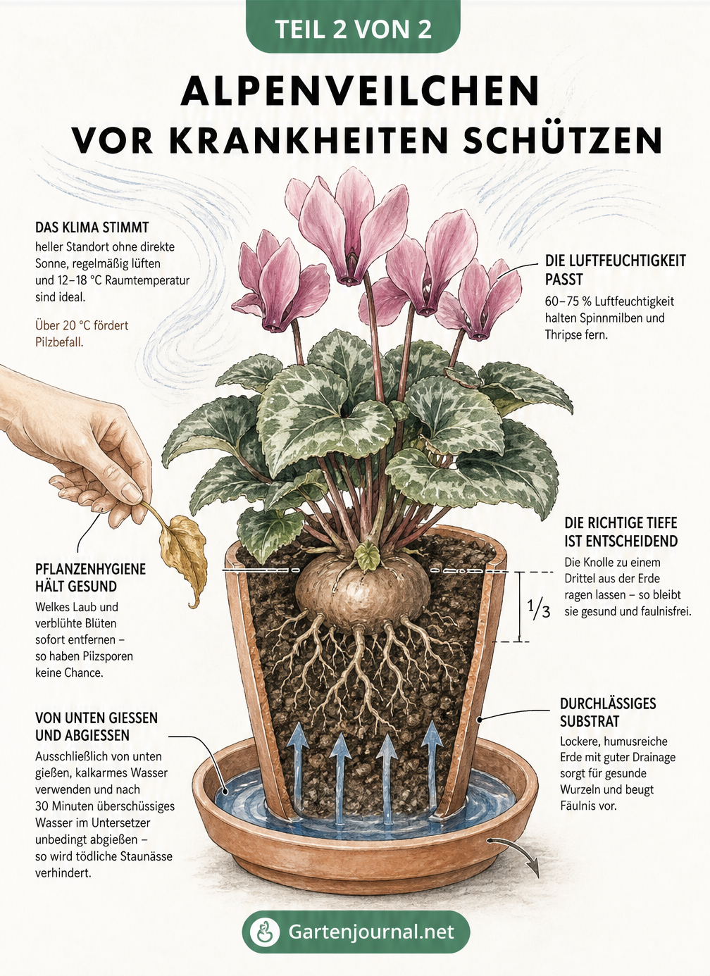 Risszeichnung eines Alpenveilchens im Topf, die den idealen Standort, die richtige Pflanztiefe der Knolle und die Bewässerung von unten zeigt.