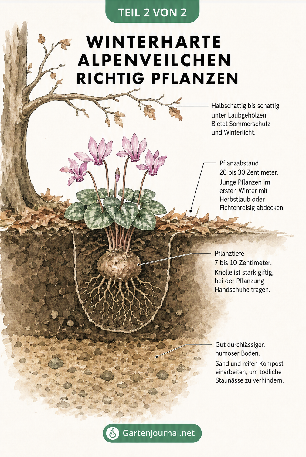 Querschnitt-Illustration zur Pflanzung von Alpenveilchen unter einem Laubbaum mit Erdschichten und Knolle