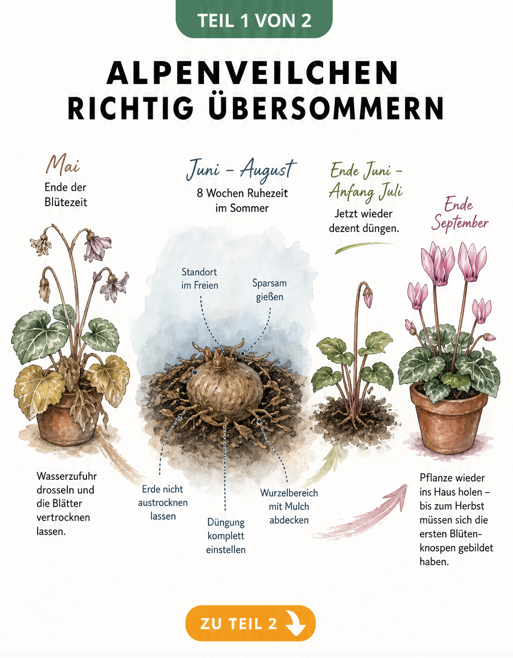 Aquarell-Zeitstrahl zur Pflege von Alpenveilchen im Sommer mit welkenden Blüten, ruhender Knolle und neuen Knospen